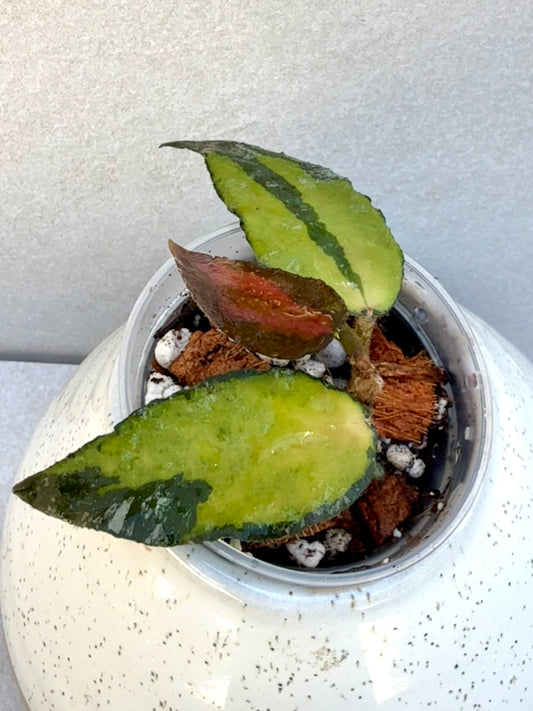 Hoya Caudata Variegated