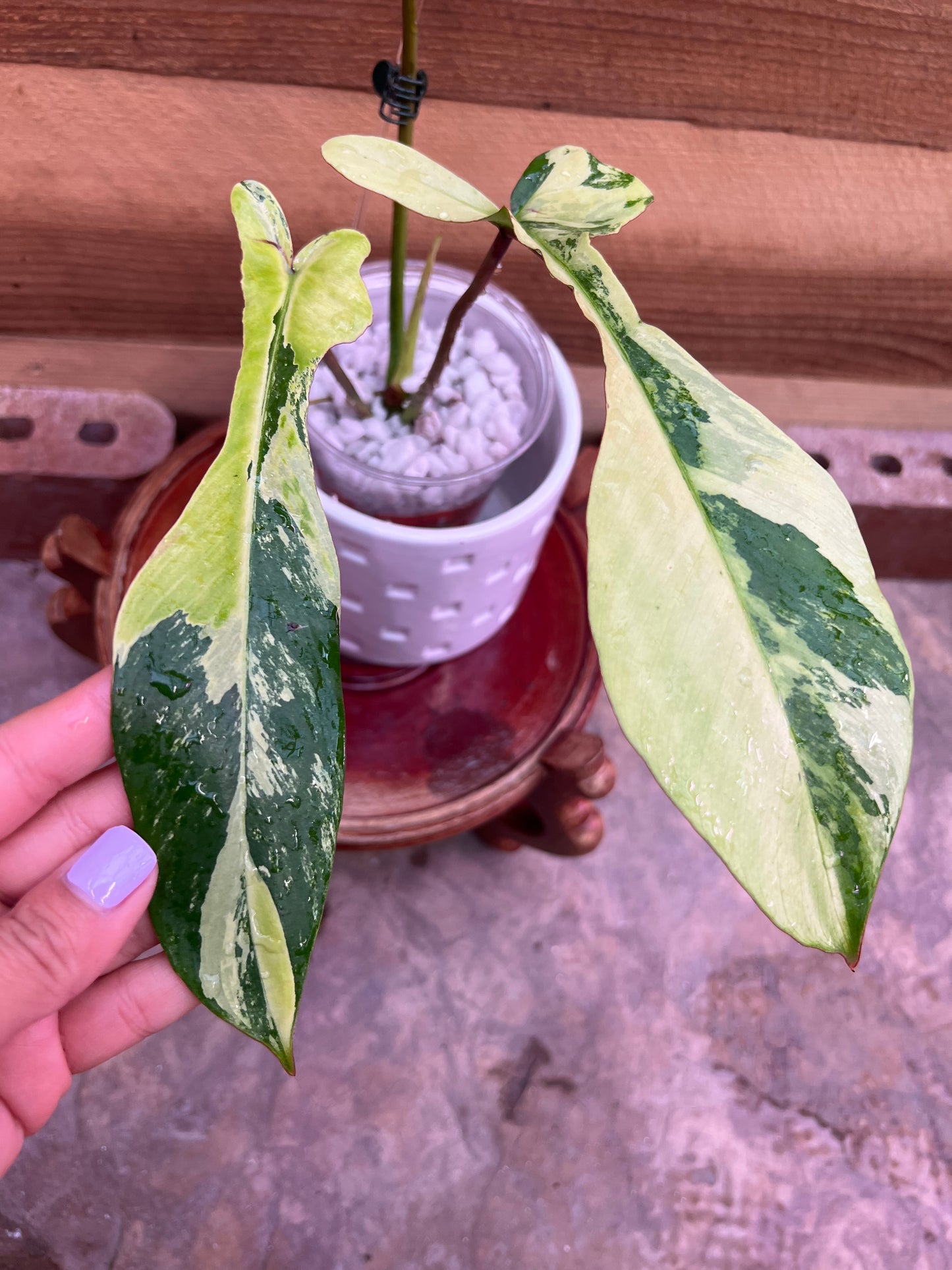 Philodendron Joepii Variegated