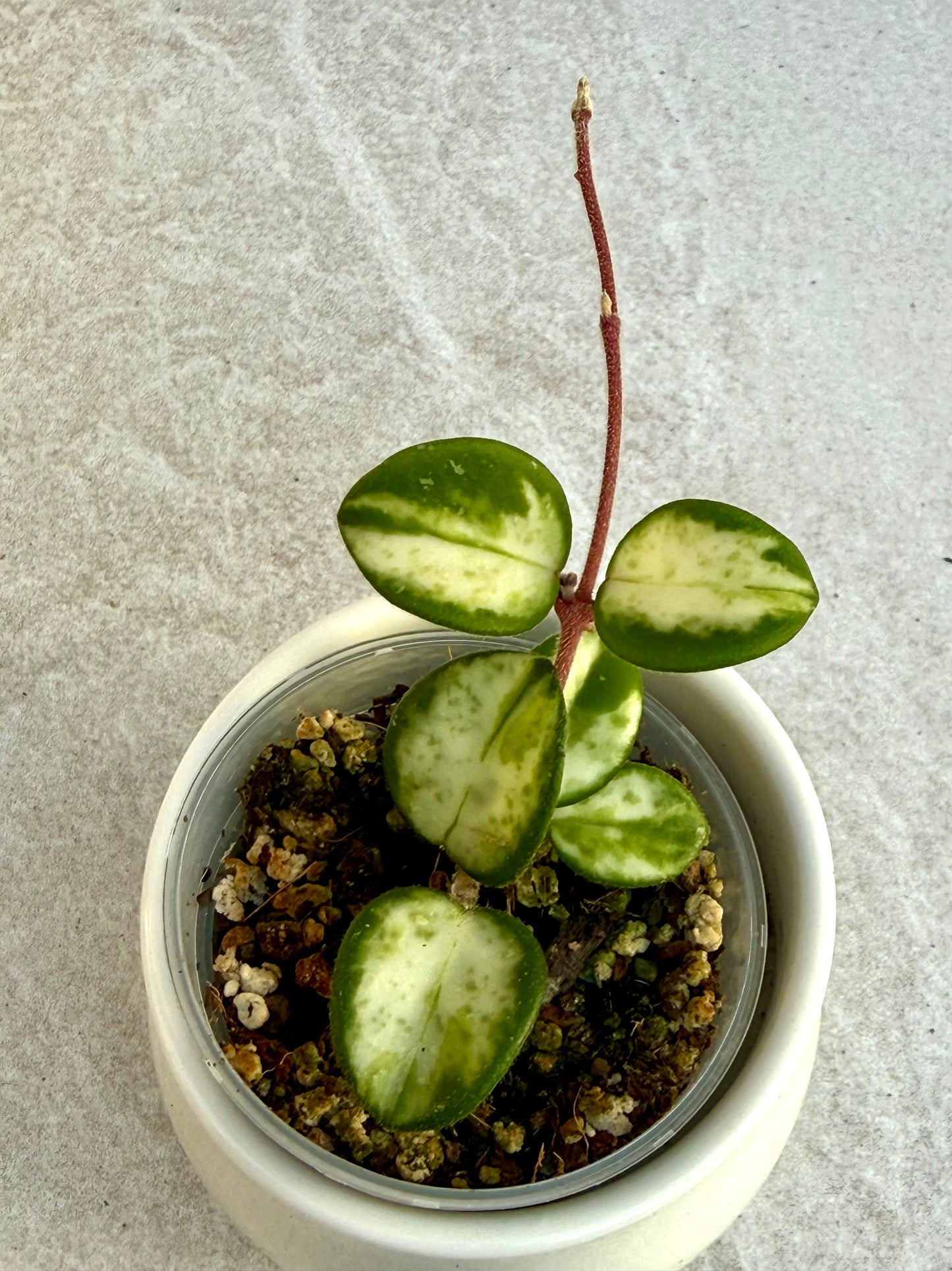 Hoya Mathilde Variegated