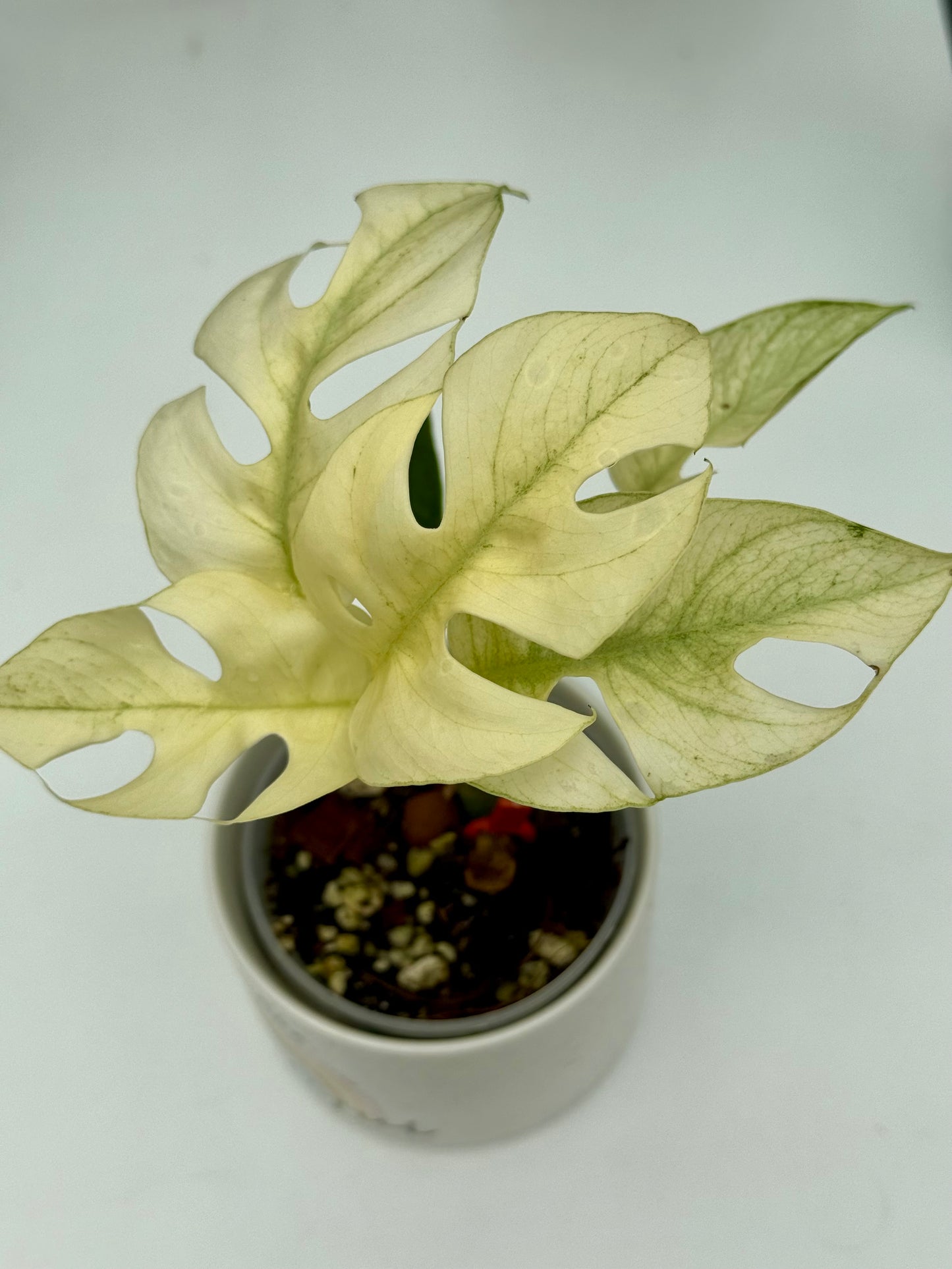 Rhaphidophora Tetrasperma White Monster