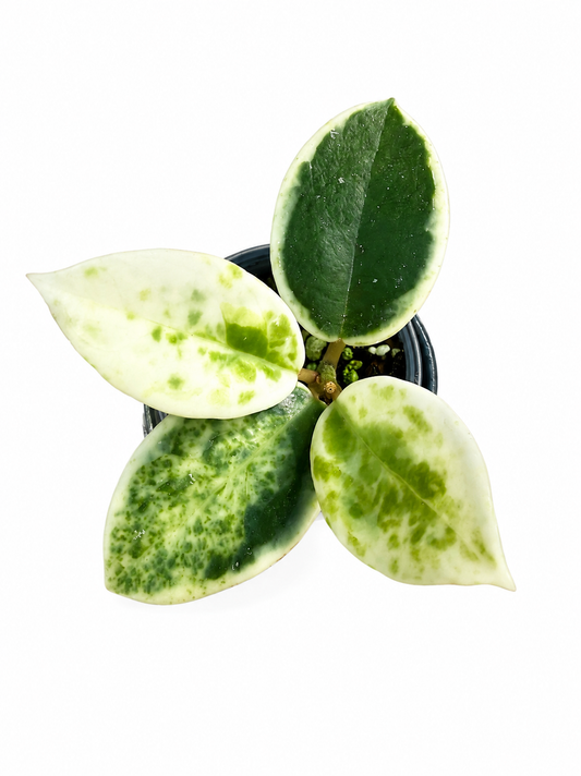 Hoya Madara Snow Angel