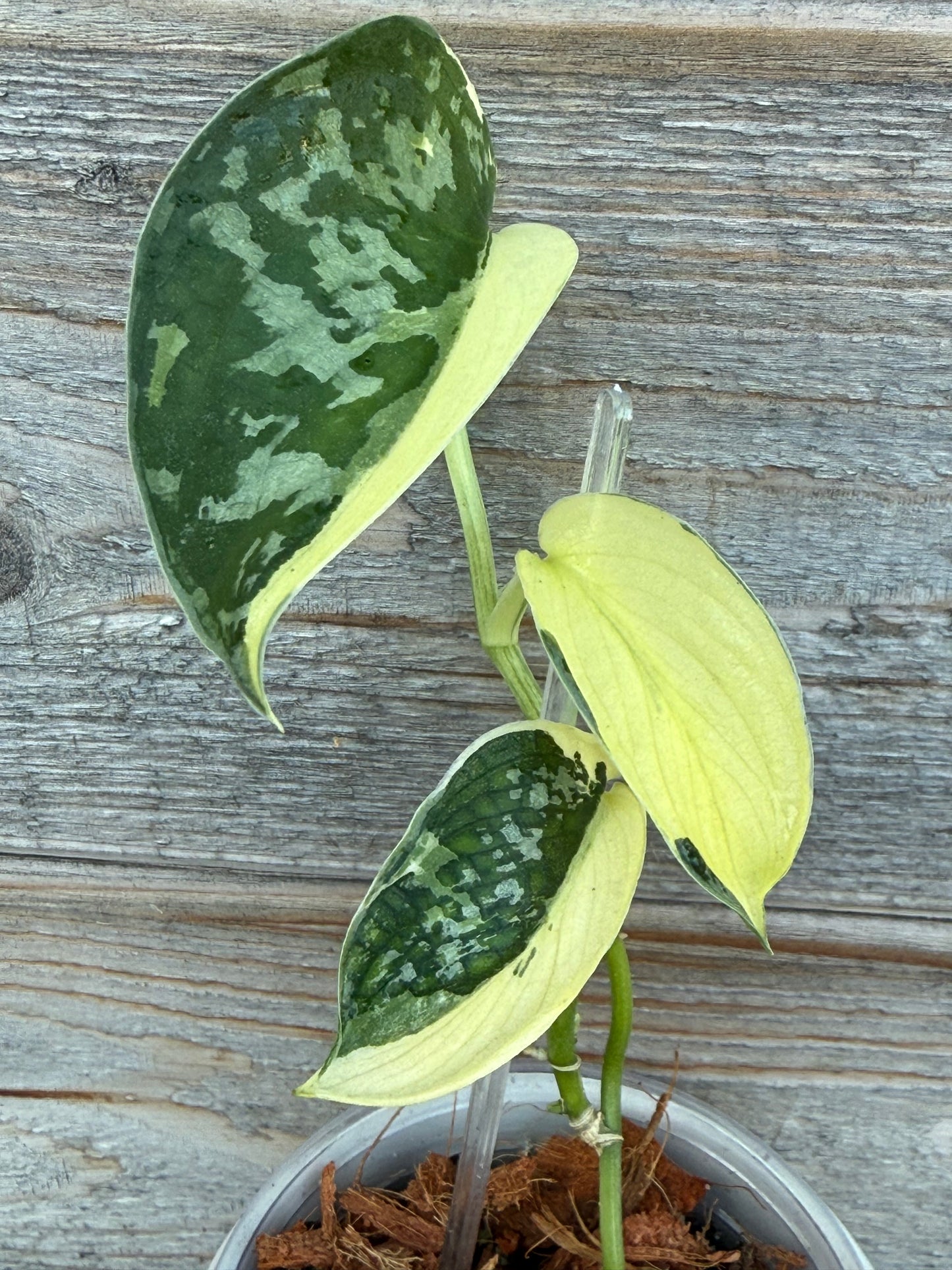 Scindapsus Mayari Variegated