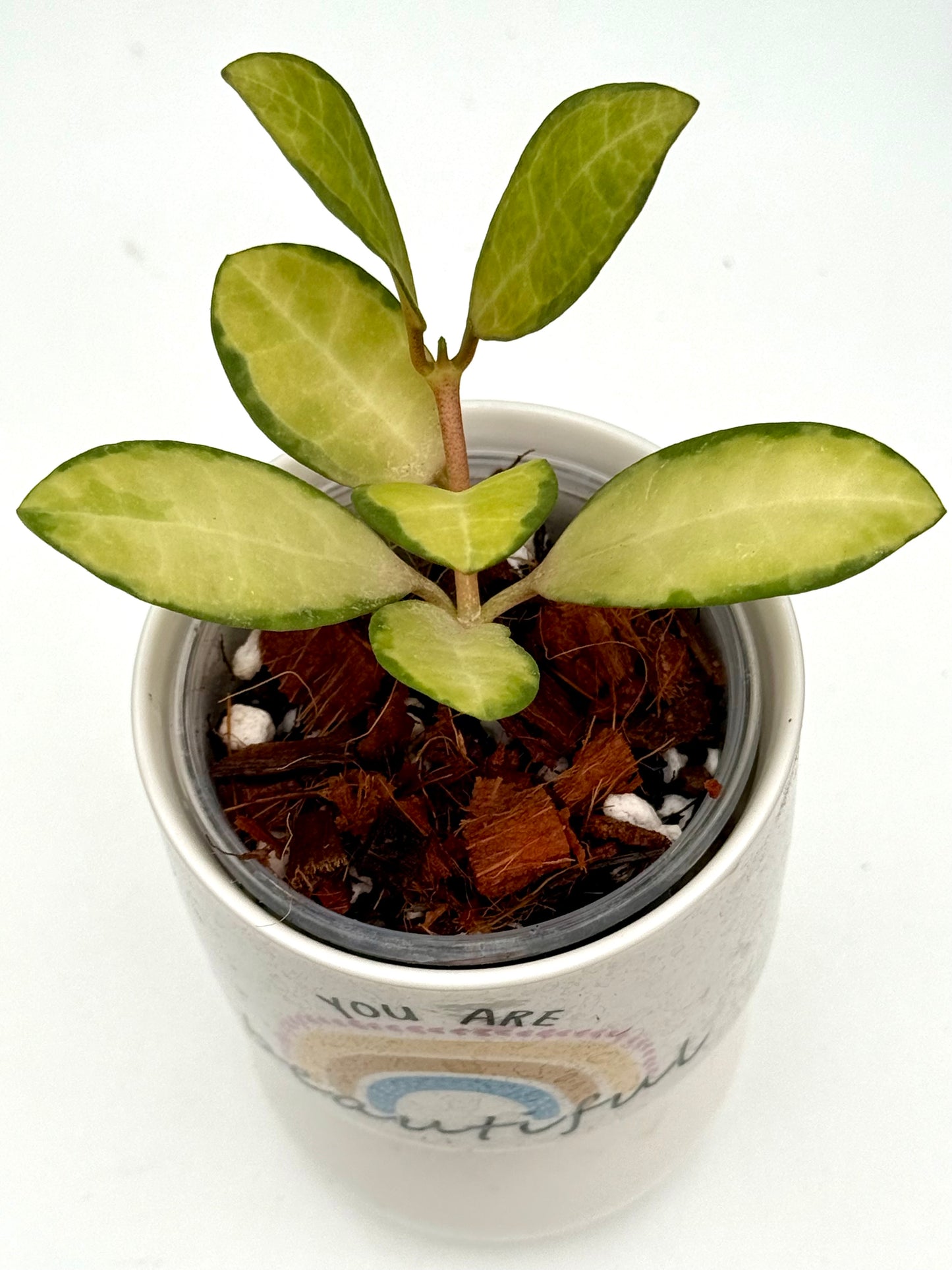 Hoya Elliptica Variegated