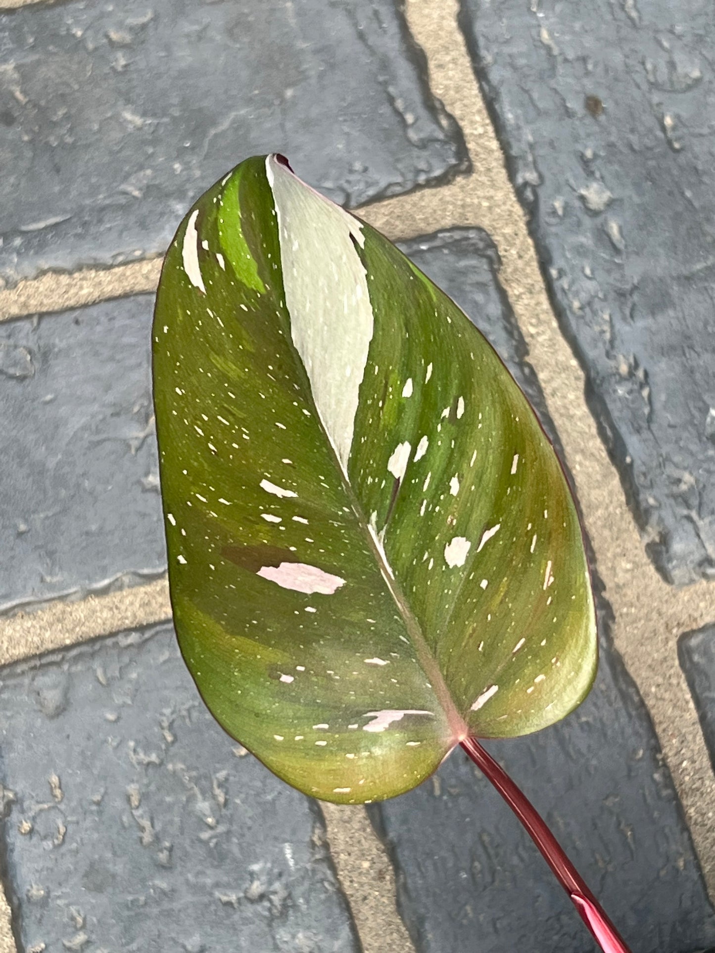 Philodendron Red Anderson