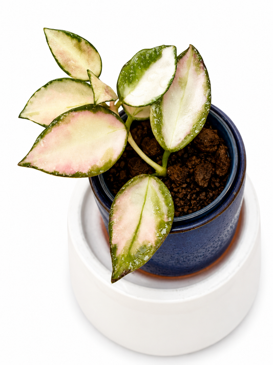 Hoya Nabawanensis Variegated