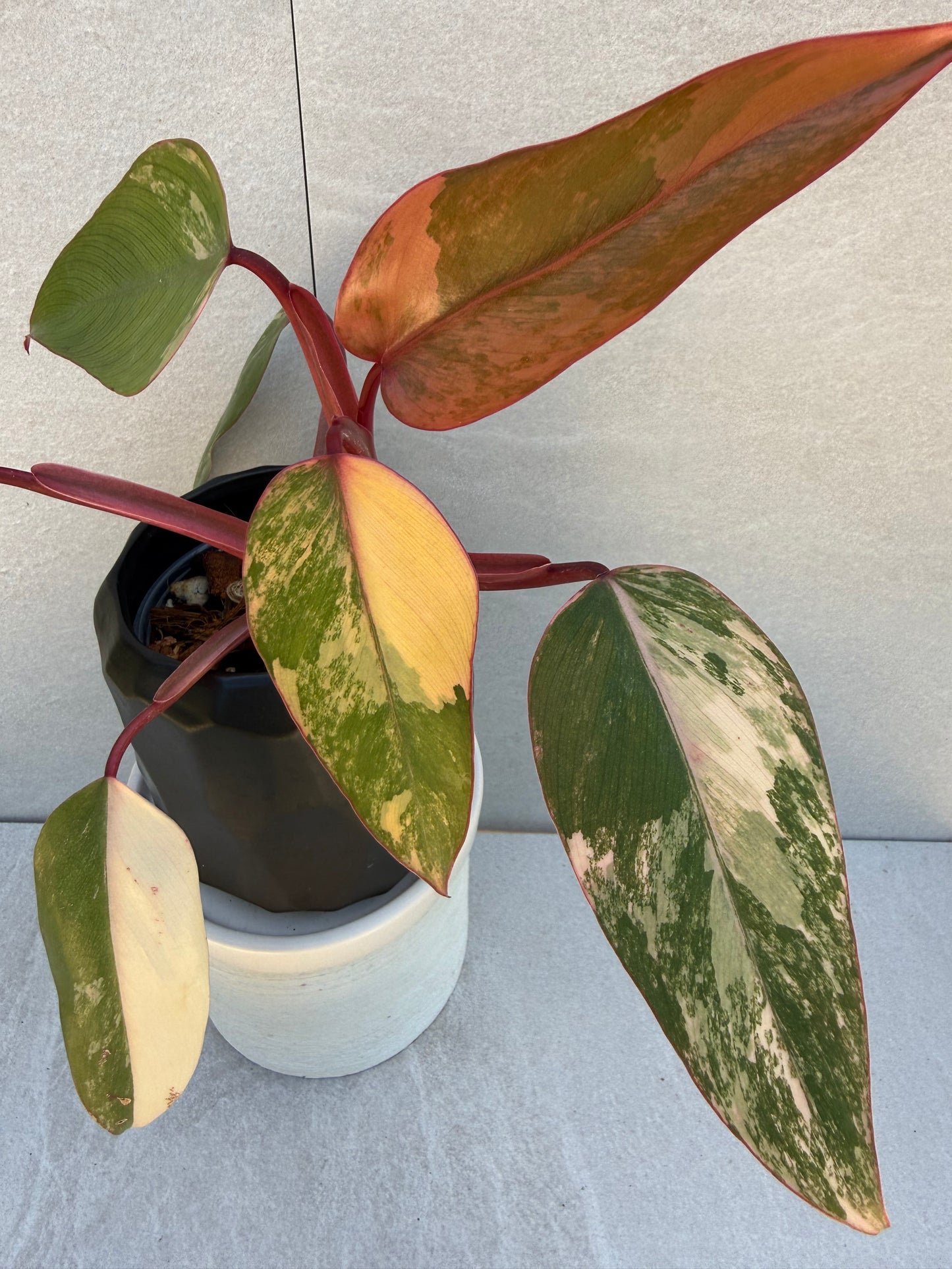 Philodendron Strawberry Shake