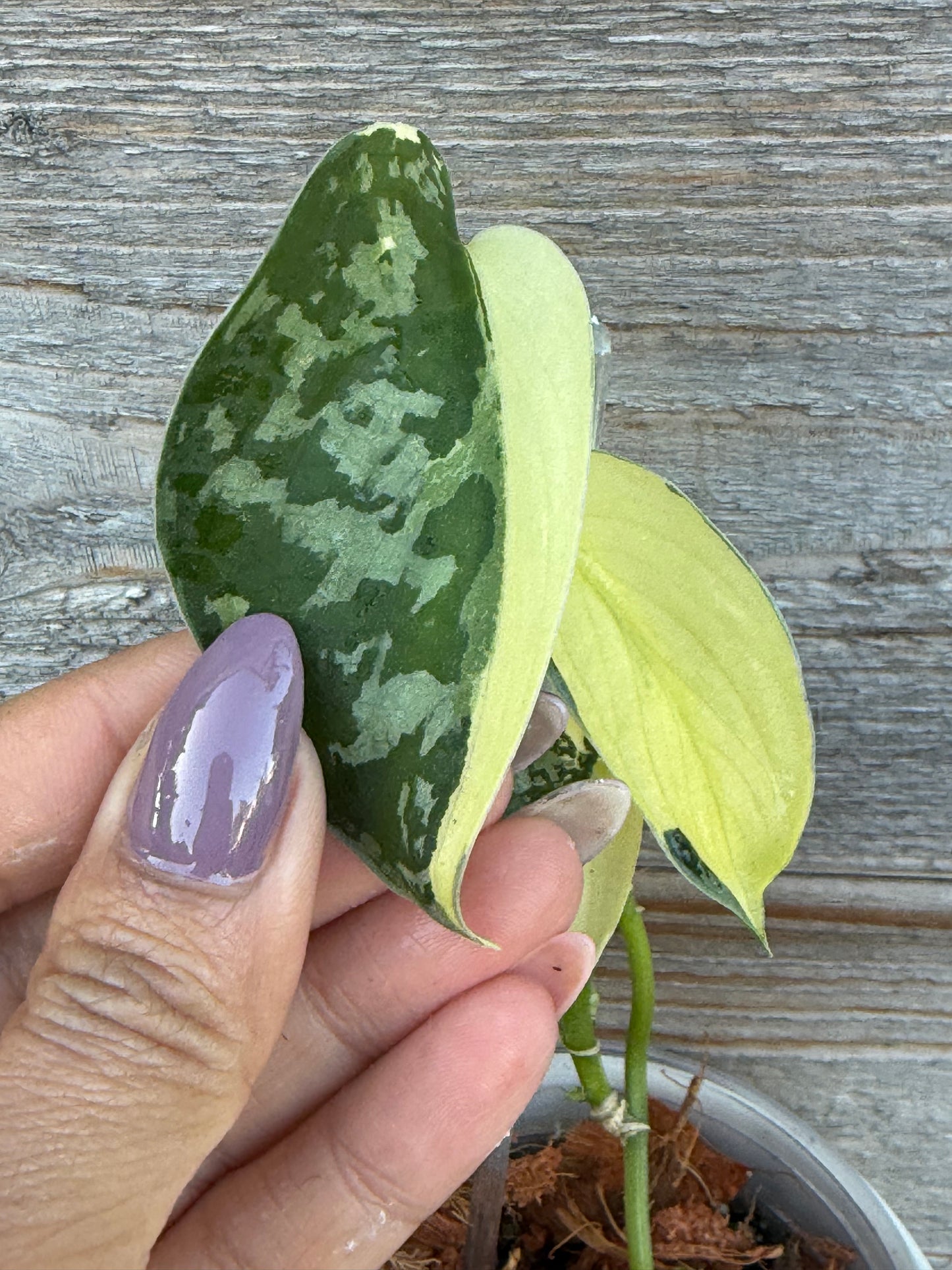 Scindapsus Mayari Variegated