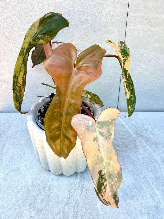 Philodendron Brown Beauty (Black Billietiae x Florida Beauty)