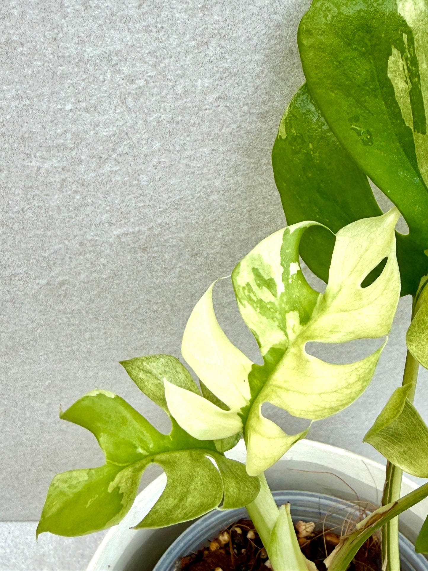 Rhaphidophora Tetrasperma Variegated