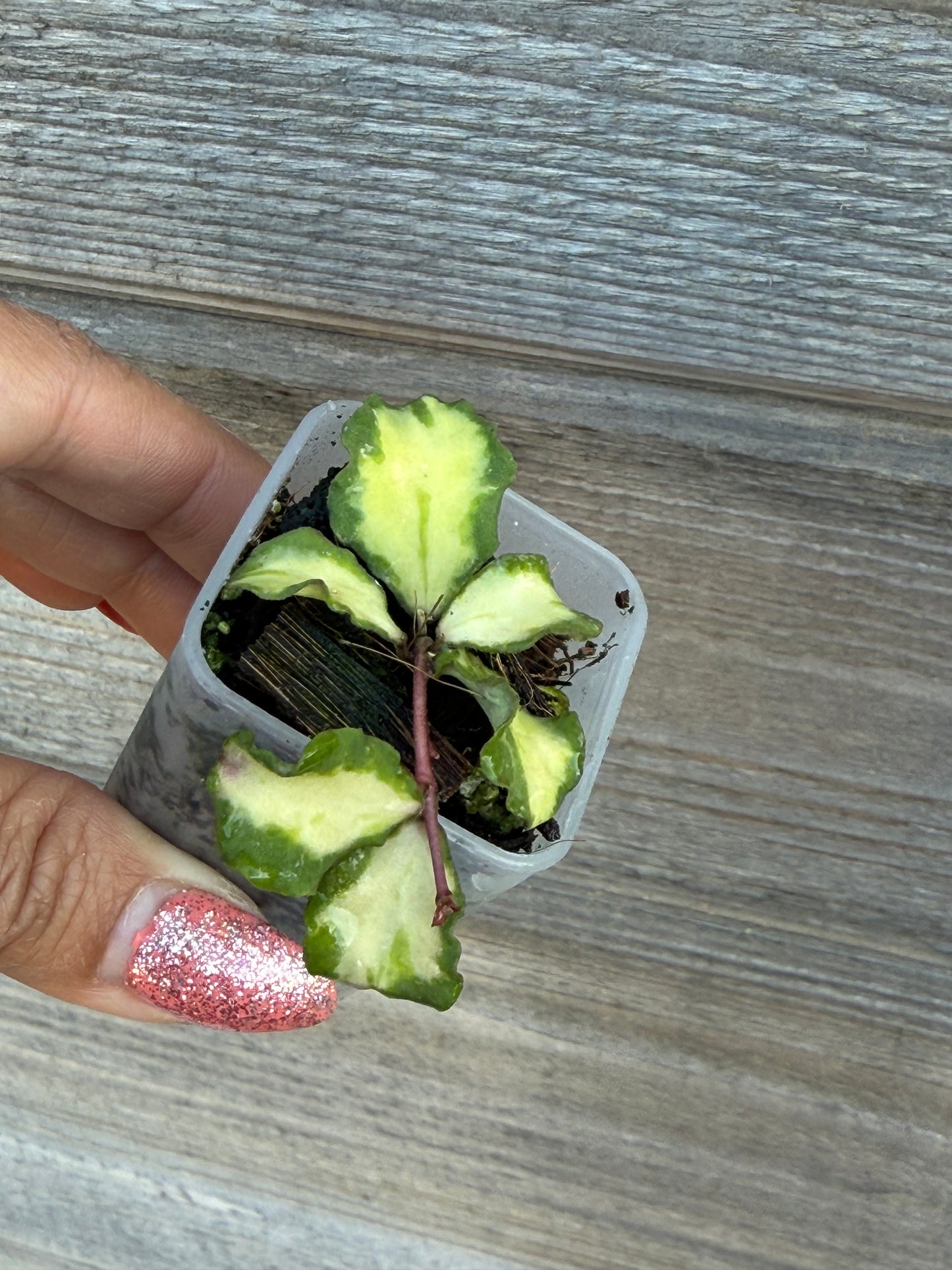 Hoya Kanyakumarian Variegated