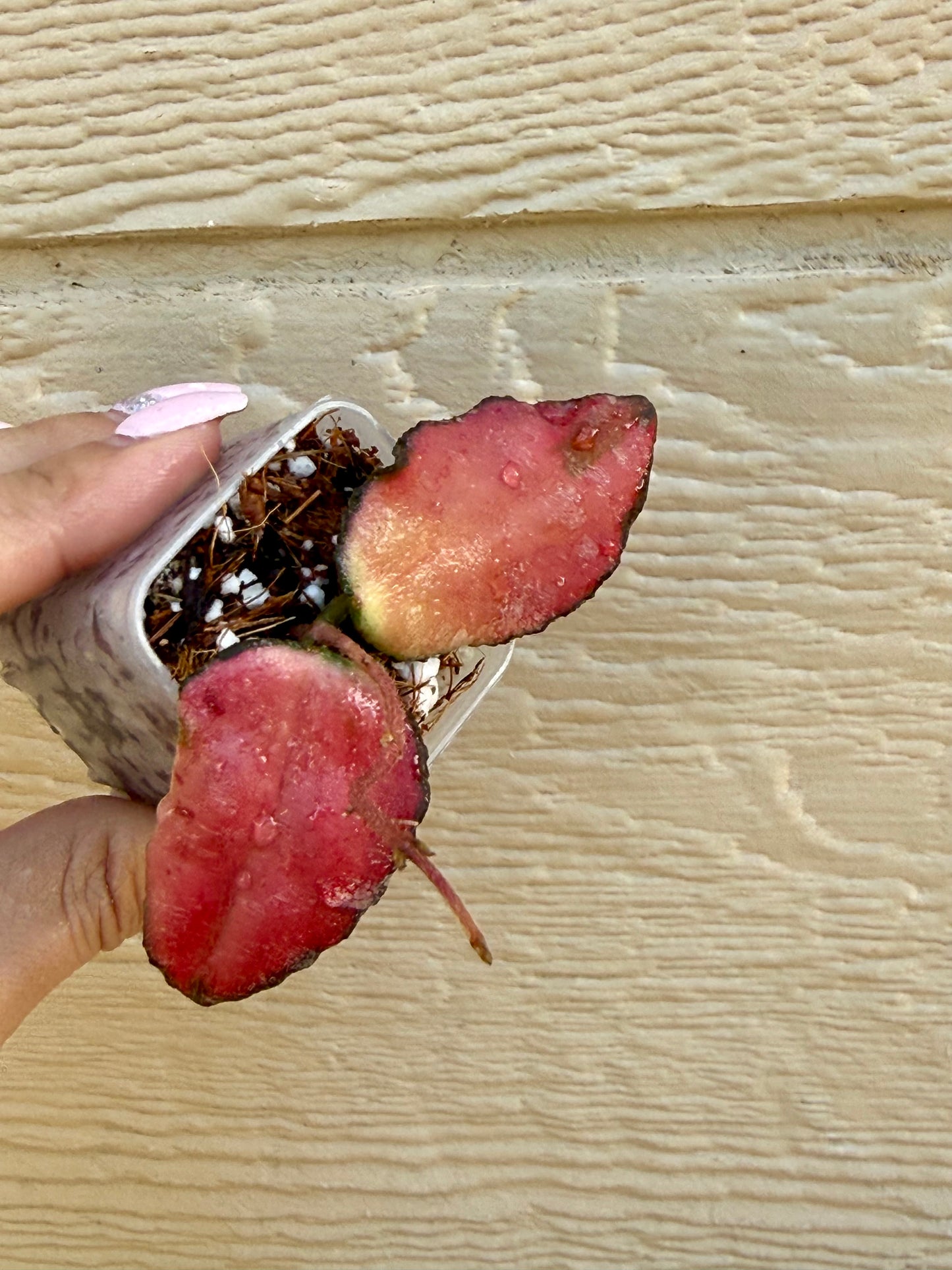 Hoya Caudata Variegated