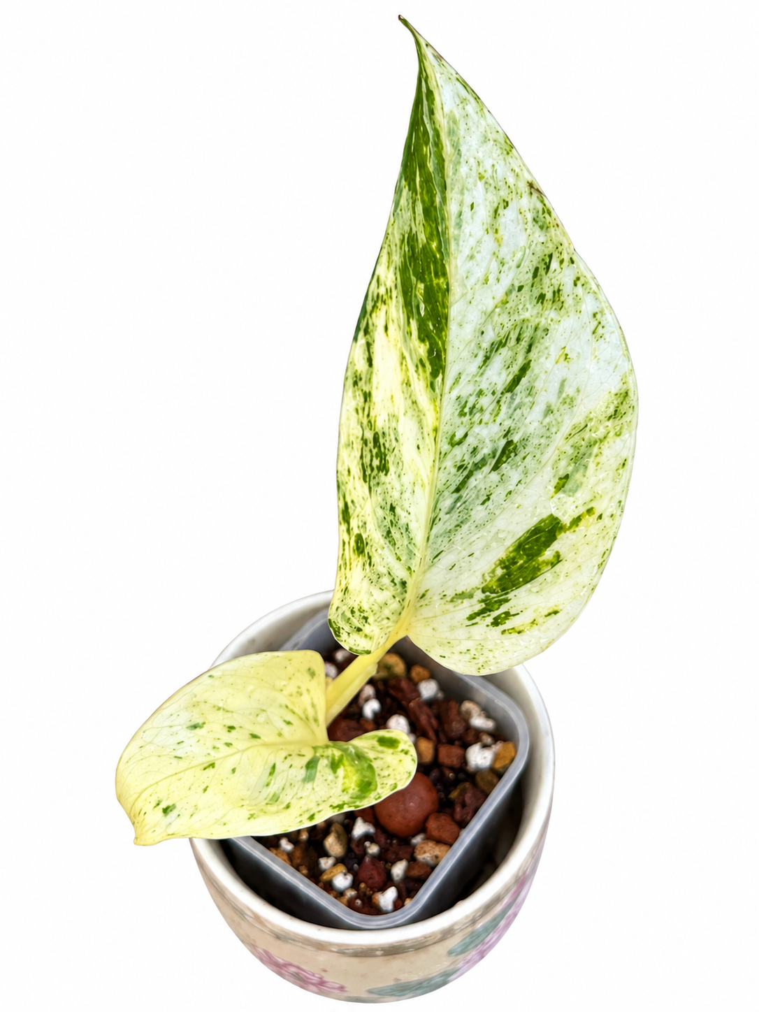 Rare White Sport Golden AKA "Scrambled Egg Epipremnum Aureum"