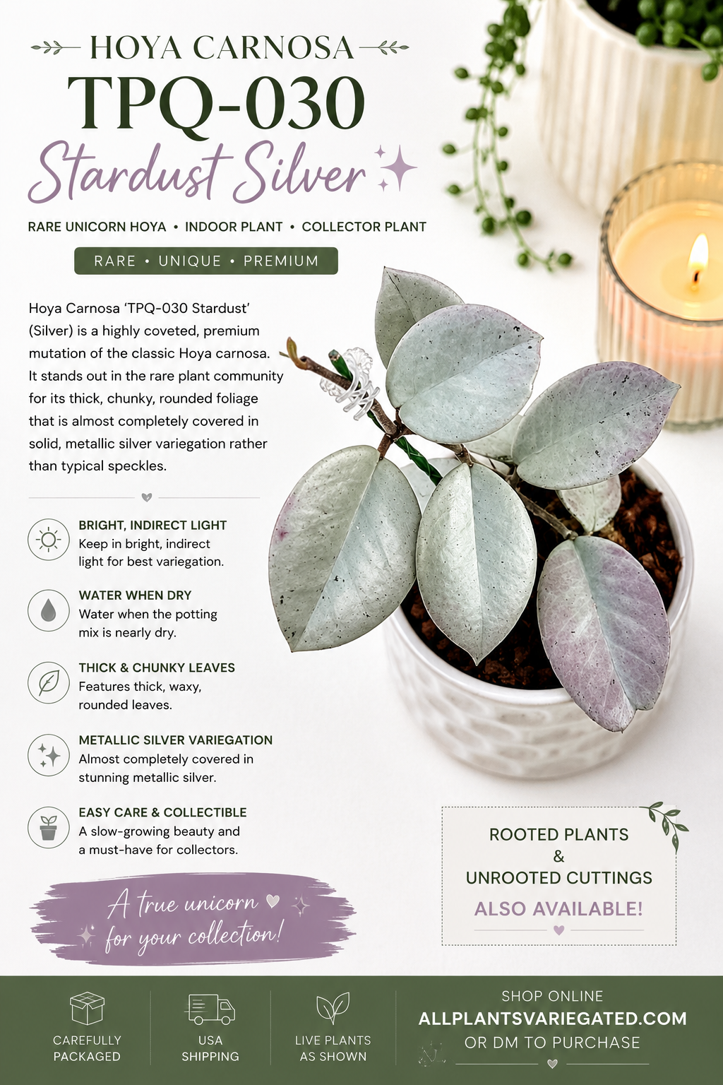 Hoya Carnosa TPQ-030 "Stardust Silver" - Unrooted Cutting - 1 node, 2 leaves - Grower's Choice