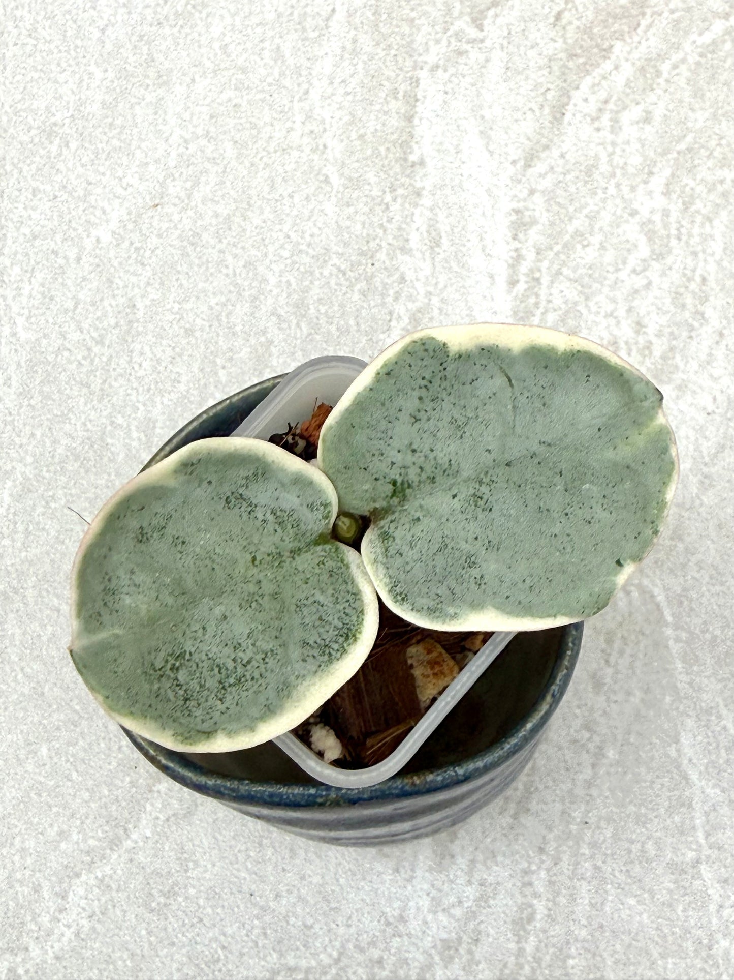 Hoya Argentea Picta