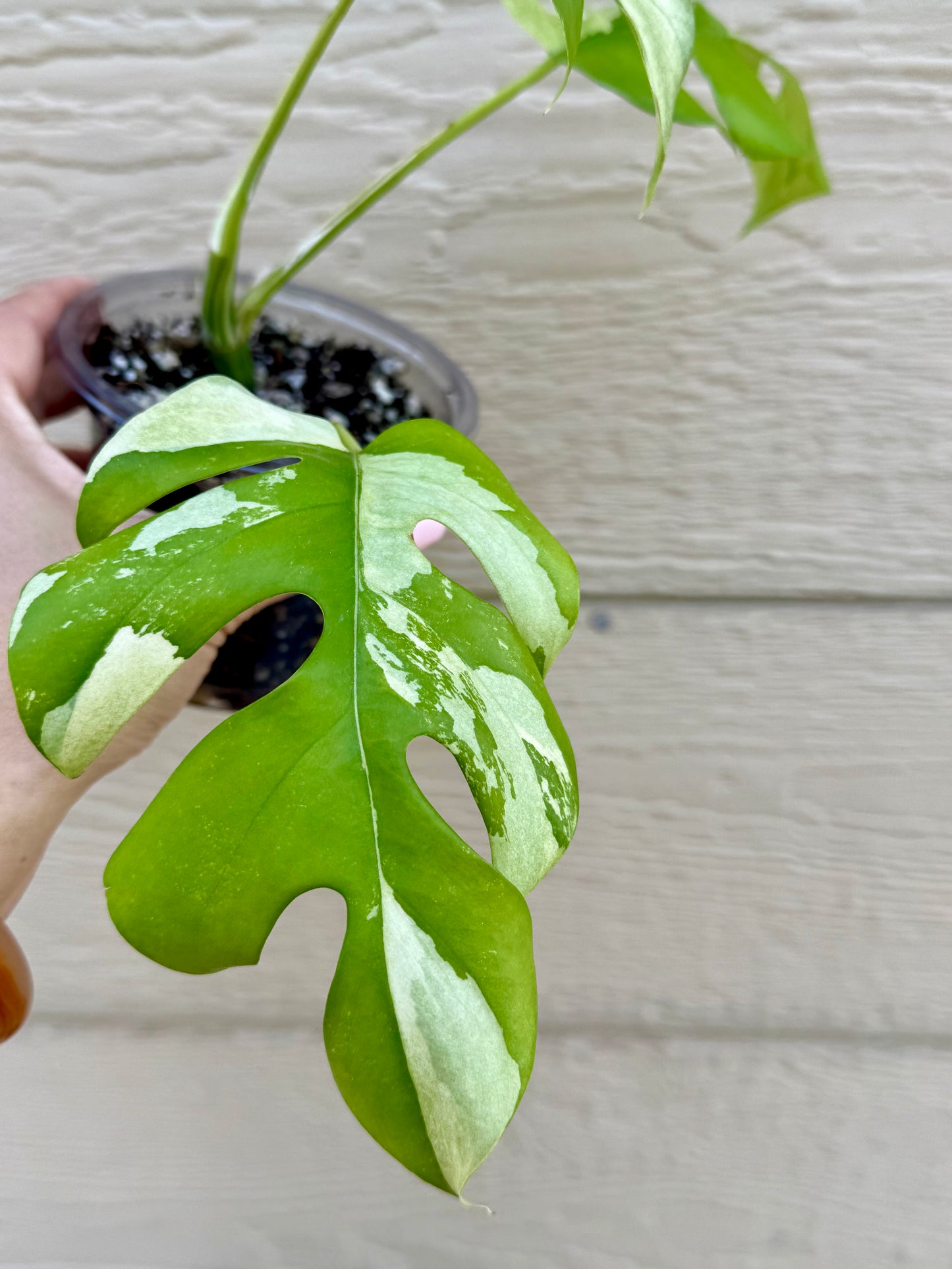 Rhaphidophora Tetrasperma Variegated