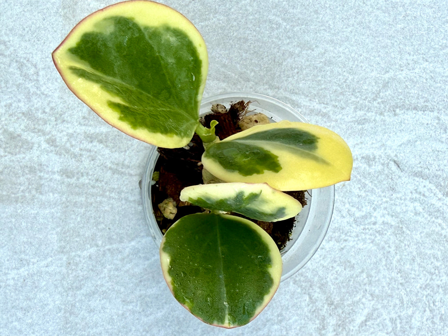 Hoya Pachyclada Variegated