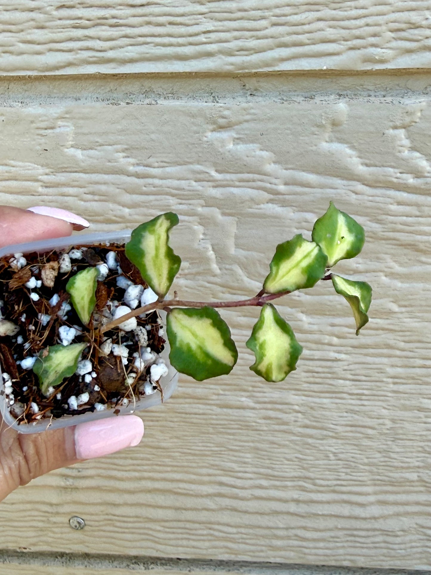 Hoya Kanyakumarian Variegated