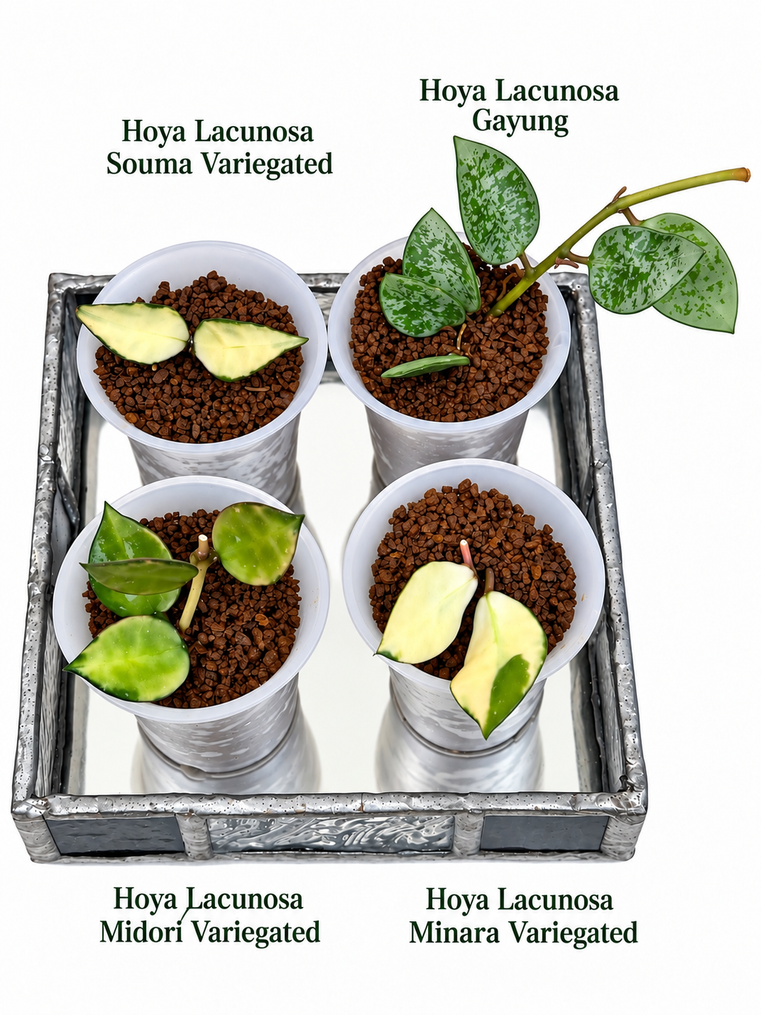 Hoya Lacunosa Variegated Bundle – Midori, Minara, Souma & Gayung