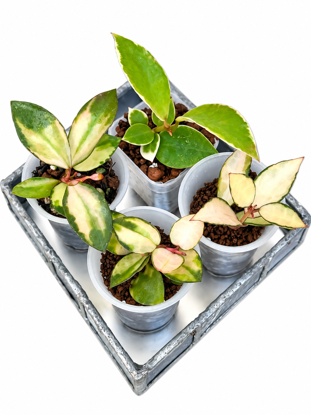 Hoya Lacunosa Variegated 4-Plant Combo – Asami Clone | Asami Inner Variegated | Minara | Souma Rooted Plants