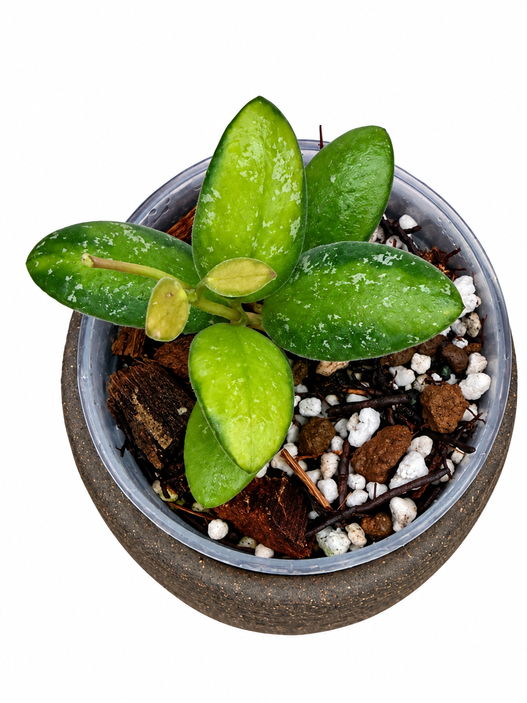 Hoya VL9 Variegated | Rare Rooted Variegated Hoya