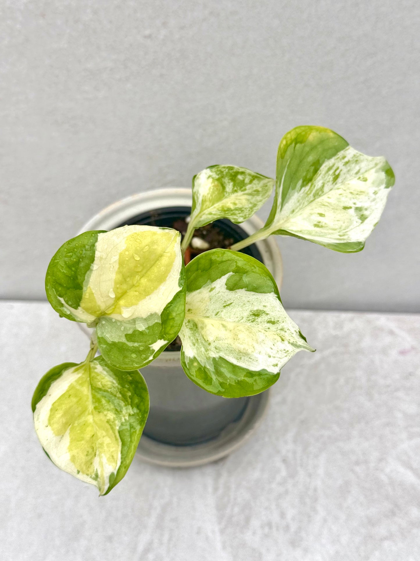 Japanese Global Pothos