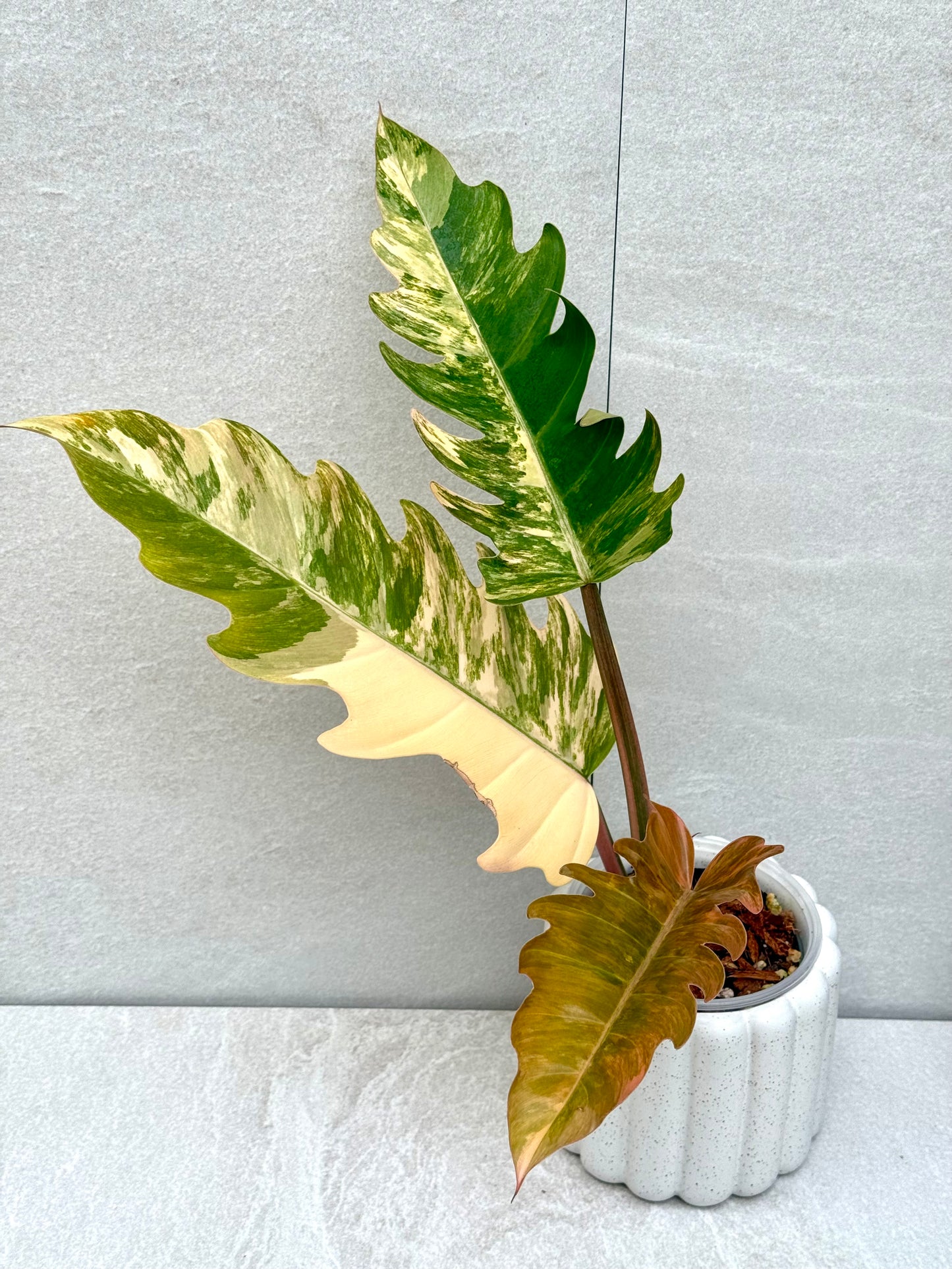 Philodendron Caramel Marble Variegated