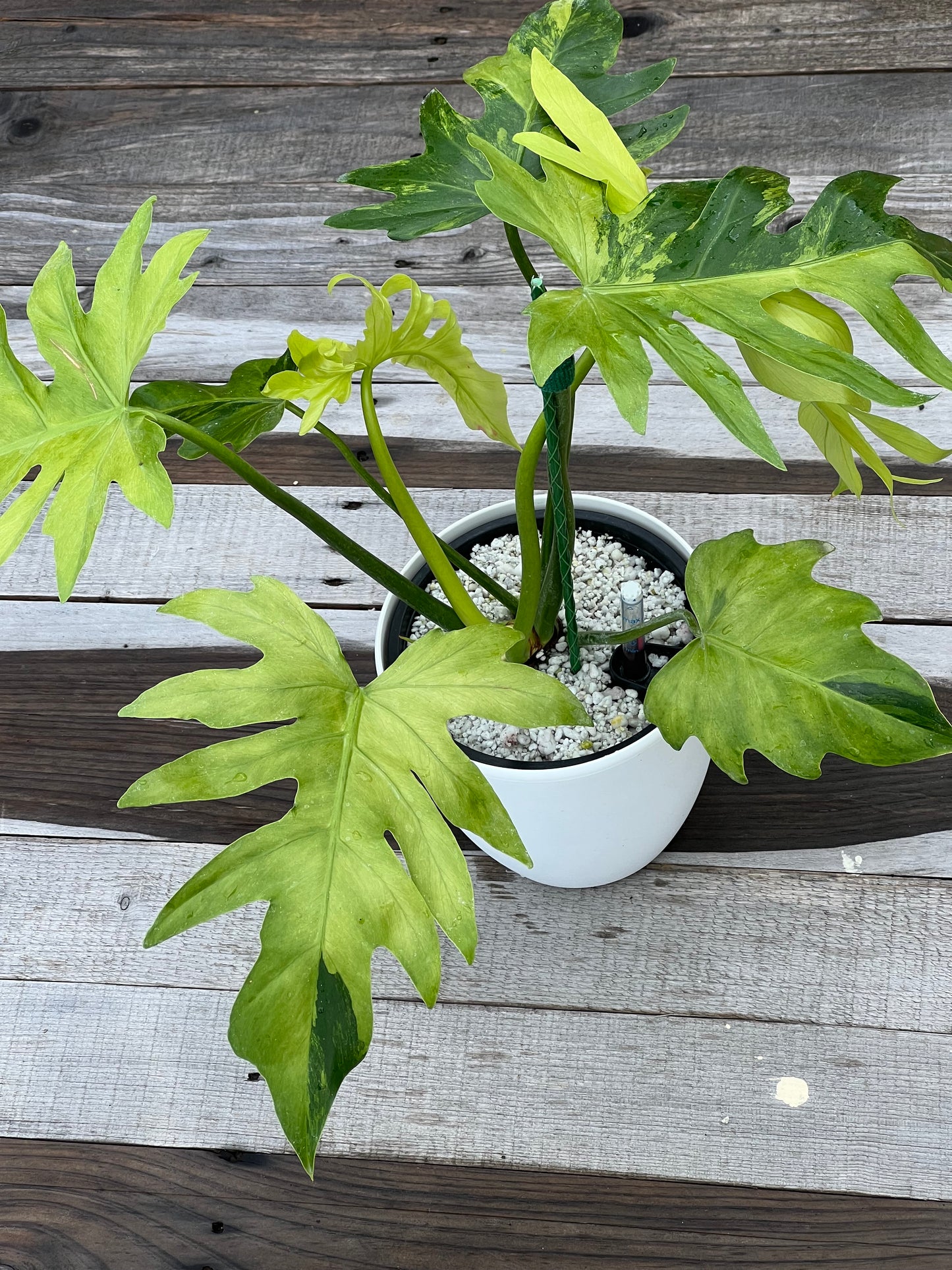 Philodendron Radiatum Variegated