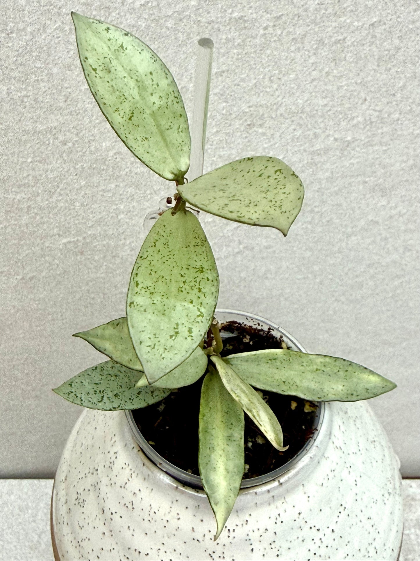 RARE Hoya Winter Pandora