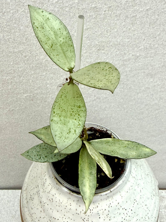 RARE Hoya Winter Pandora