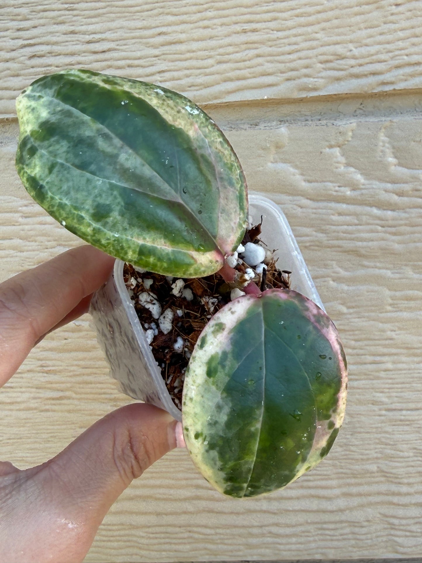 RARE Hoya Swiffer Mirage