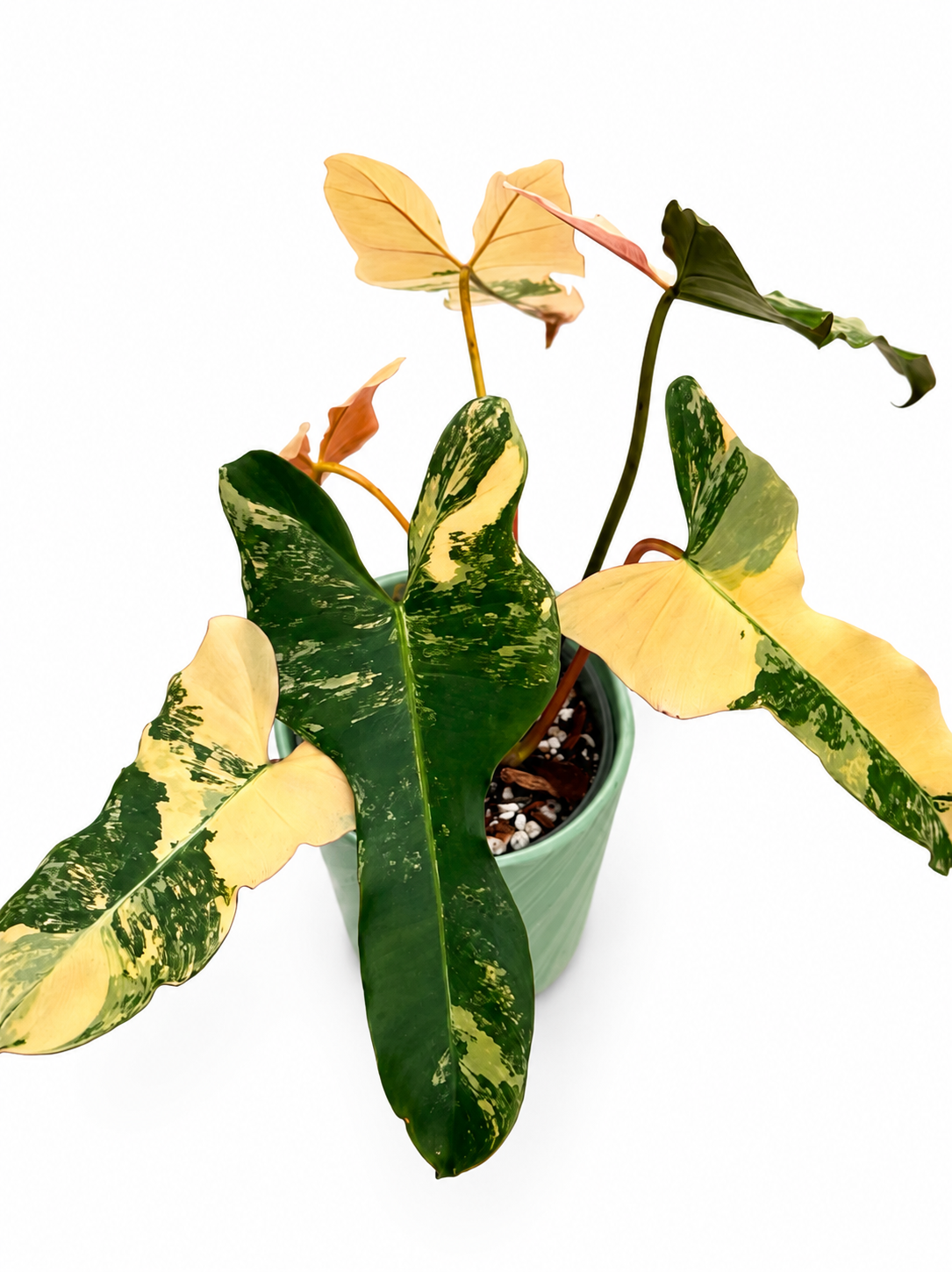 Philodendron Brown Beauty | Black Billietiae × Florida Beauty