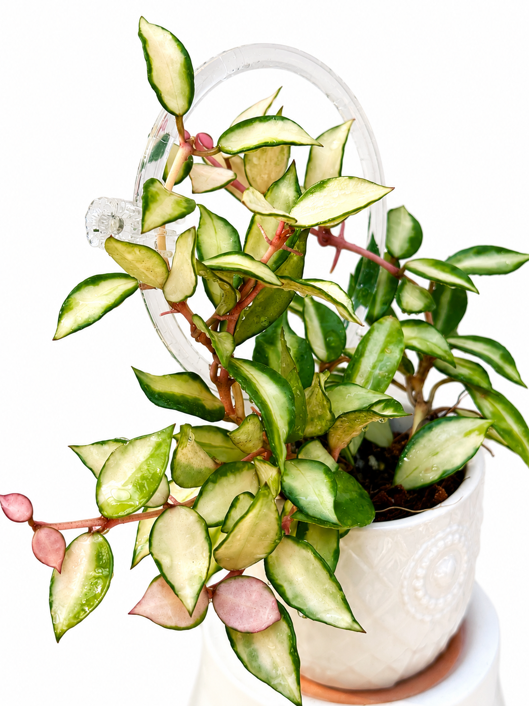 Hoya Lacunosa Souma Variegated unrooted cutting (grower’s choice - 1 node, 2 leaves)