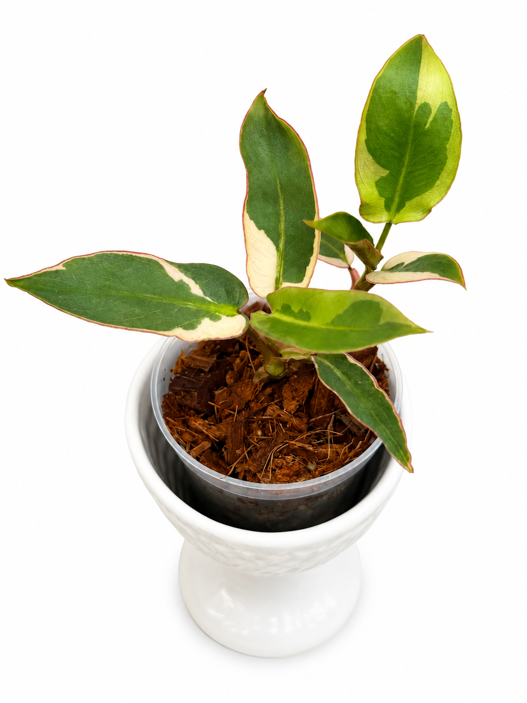 Philodendron Atabapoense Variegated