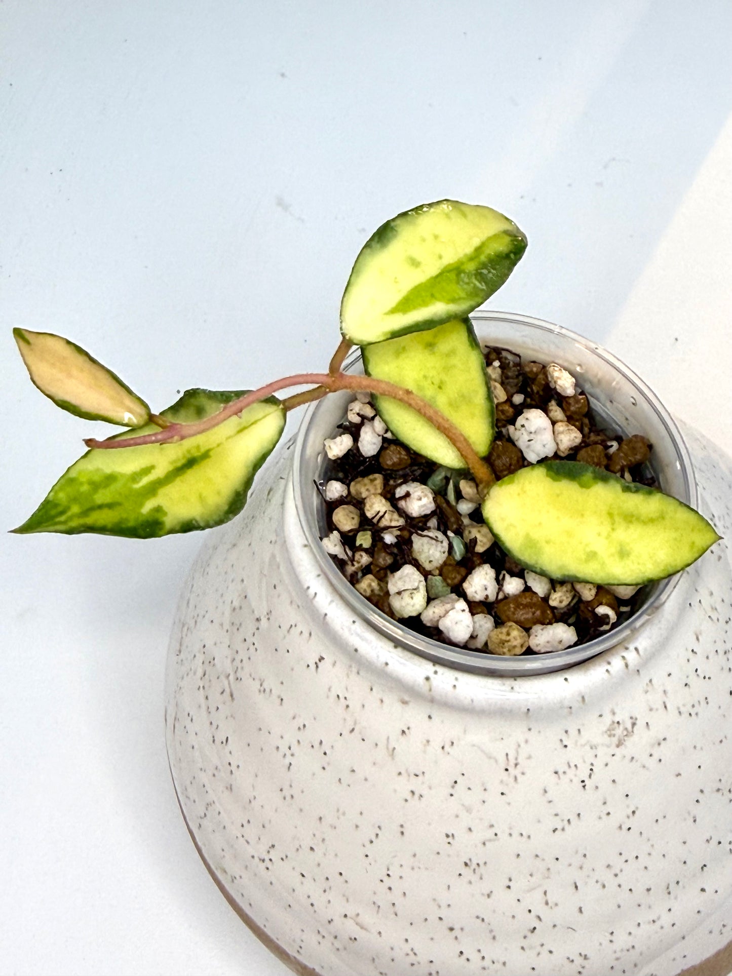 RARE Hoya Phuwuaensis Variegated
