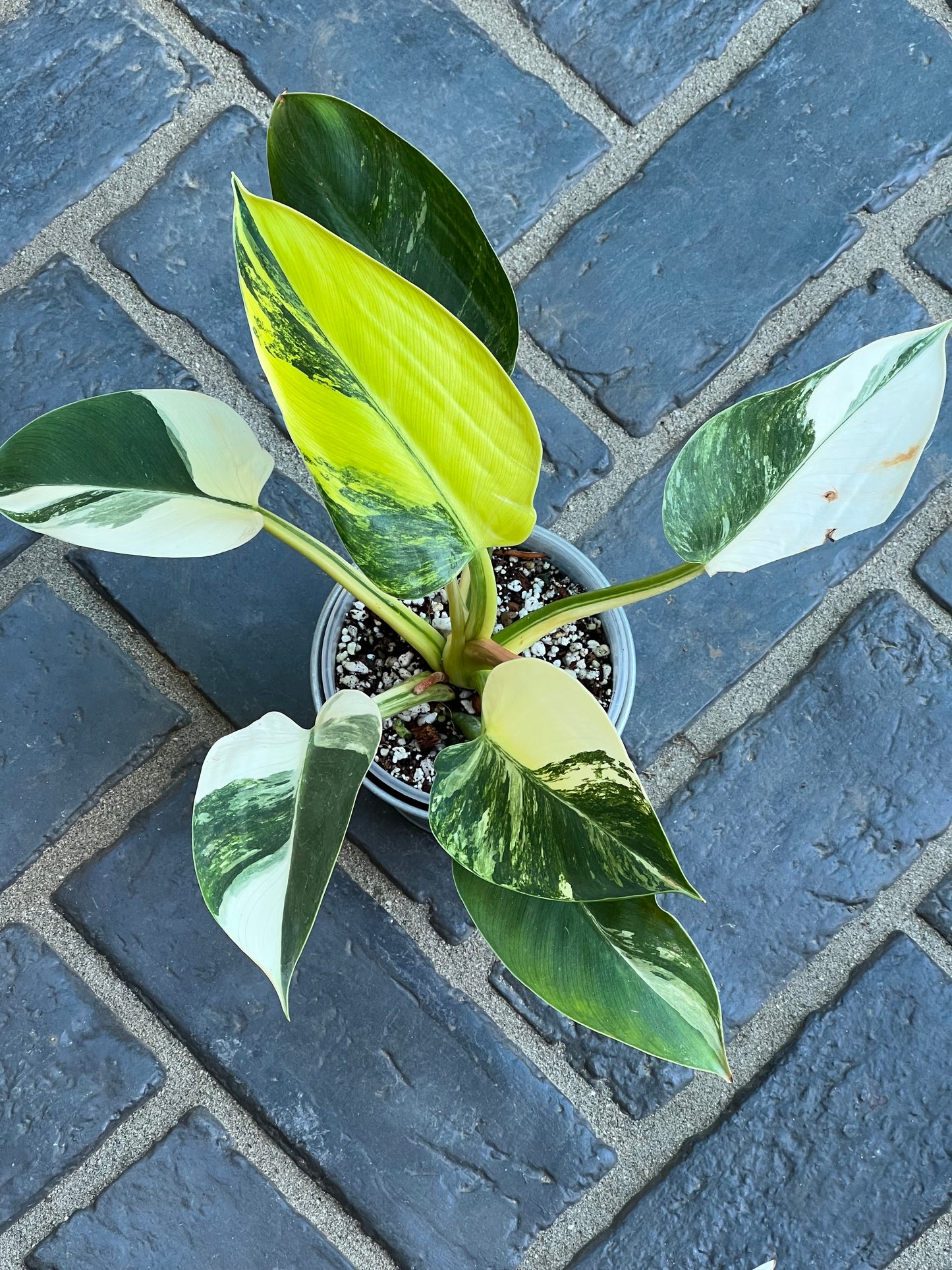 Philodendron Green Congo