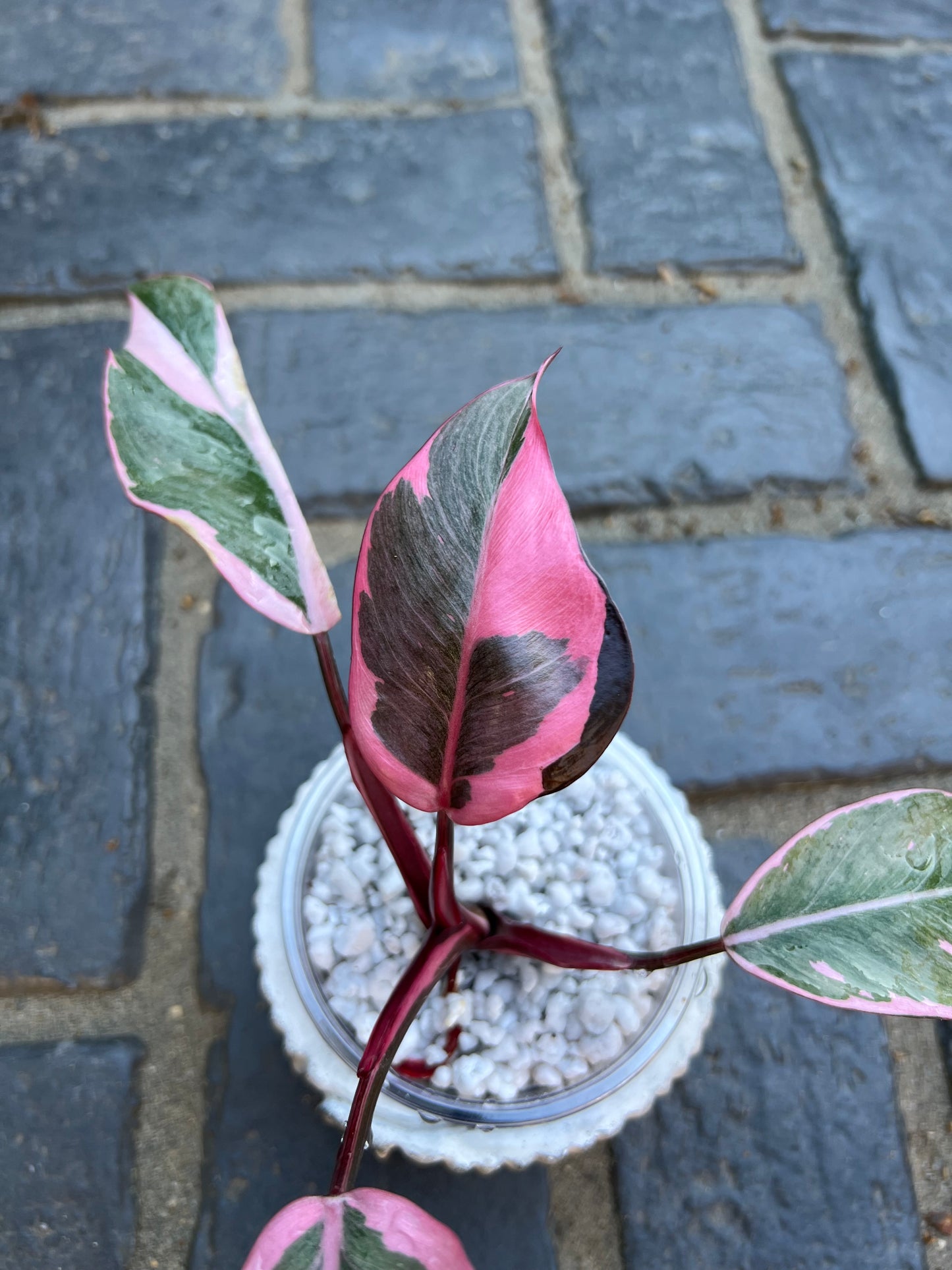 Philodendron Pink Princess Mutation