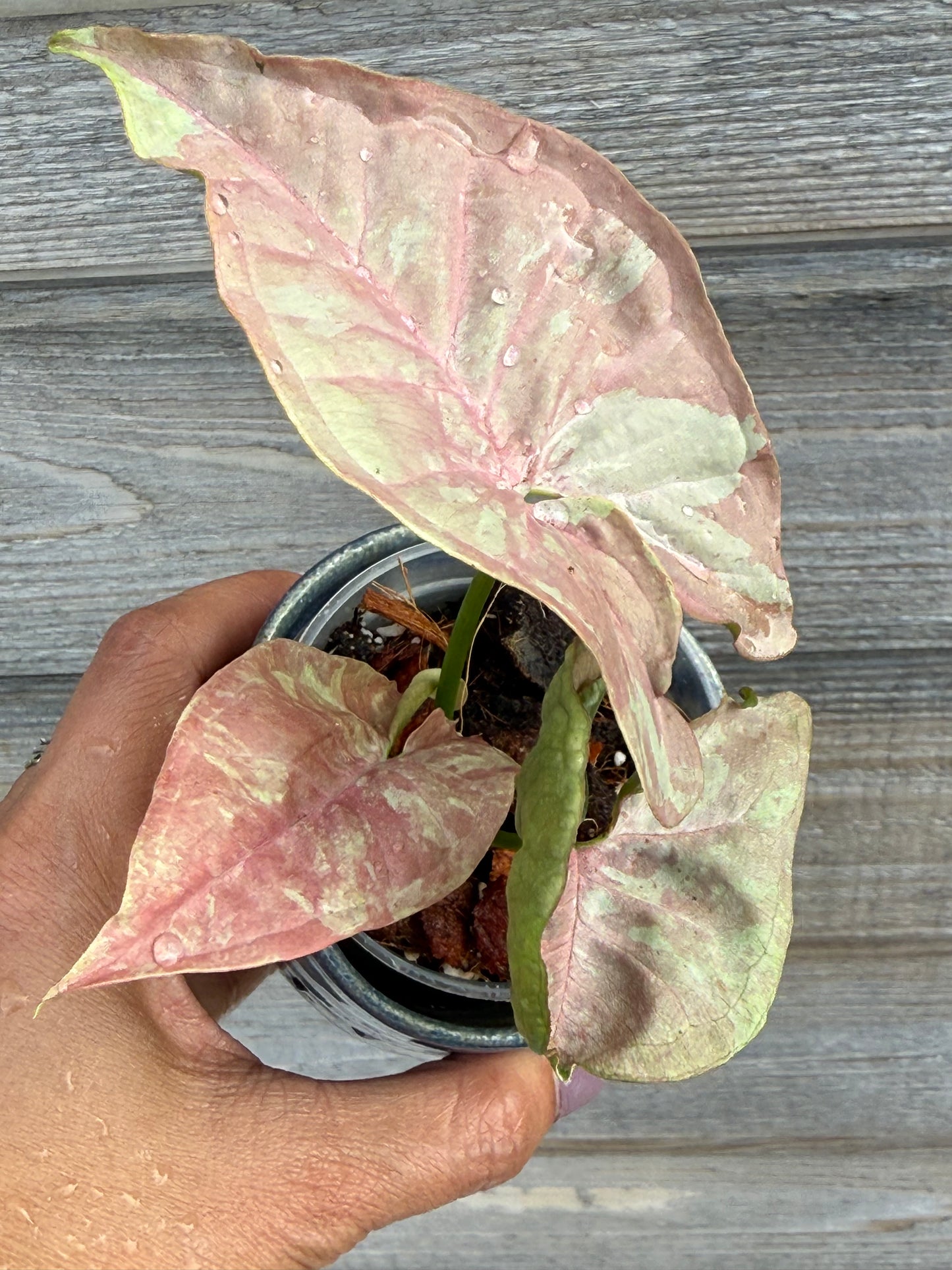 Syngonium Pink Cloud