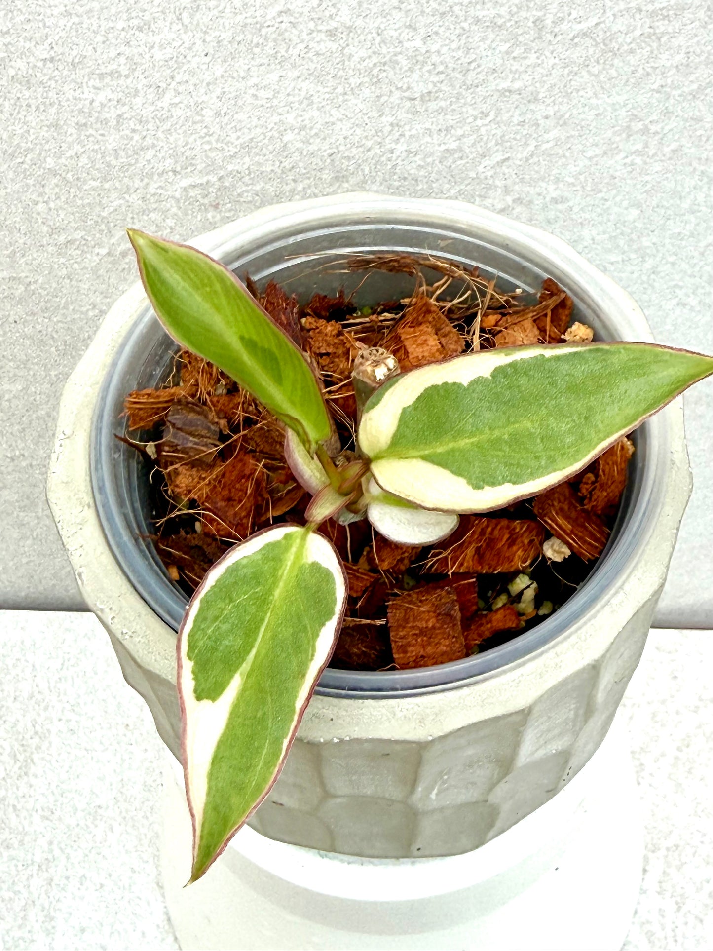 Philodendron Atabapoense Variegated
