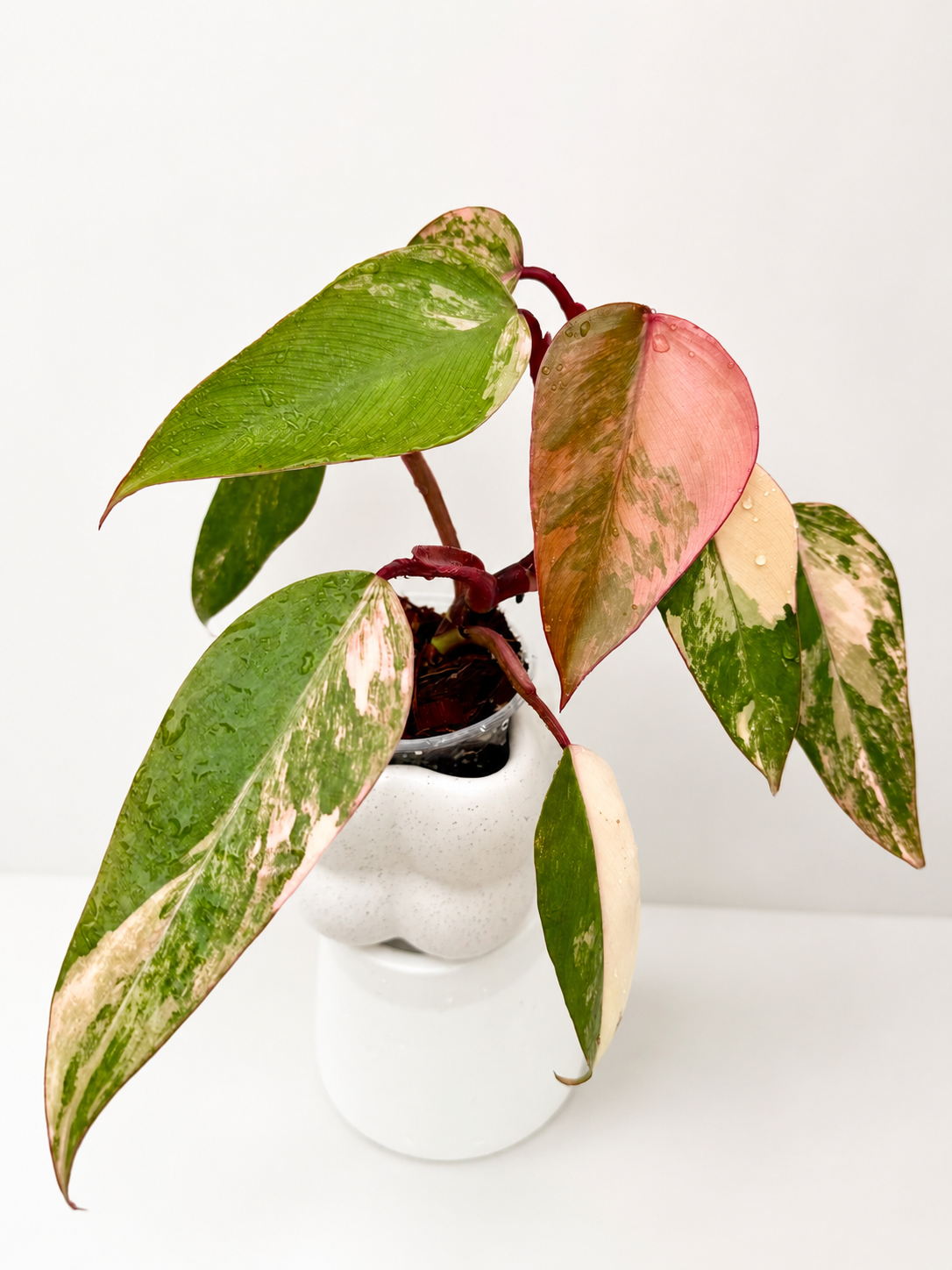 Philodendron Strawberry Shake
