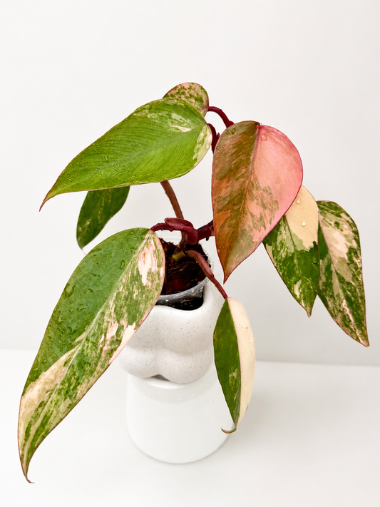 Philodendron Strawberry Shake