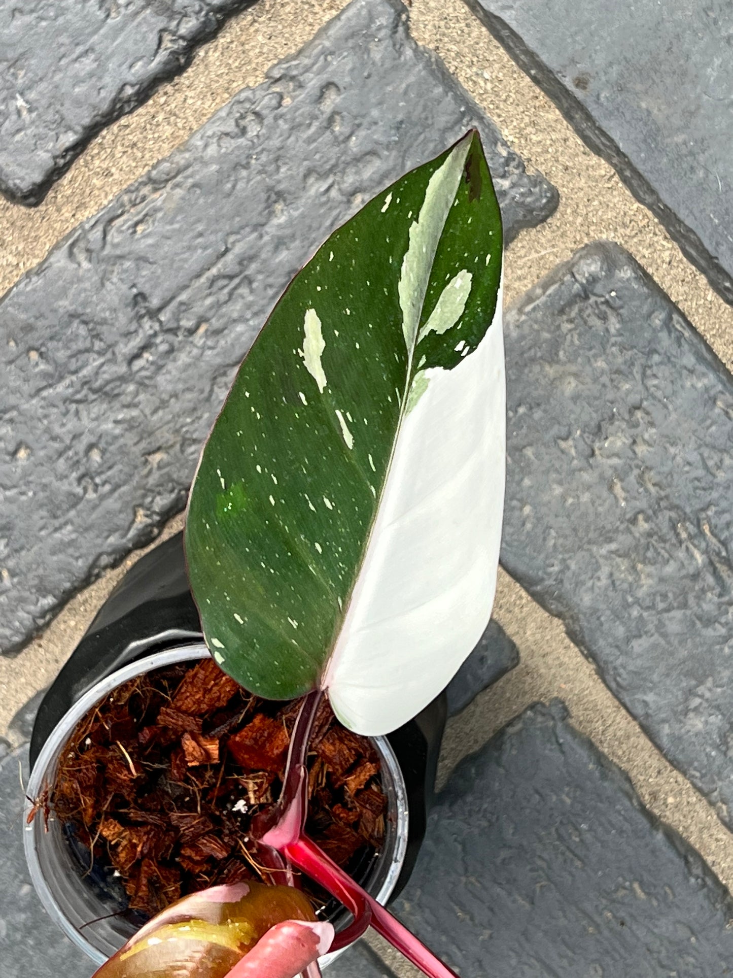 Philodendron Red Anderson