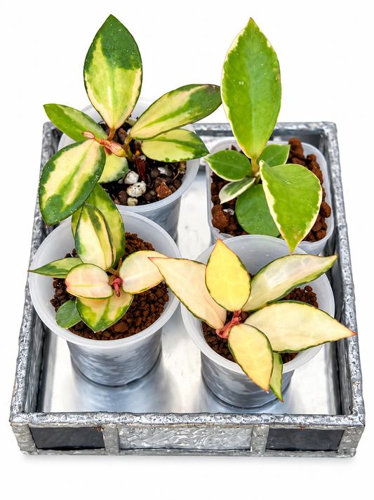 Hoya Lacunosa Variegated 4-Plant Combo – Asami Clone | Asami Inner Variegated | Minara | Souma Rooted Plants