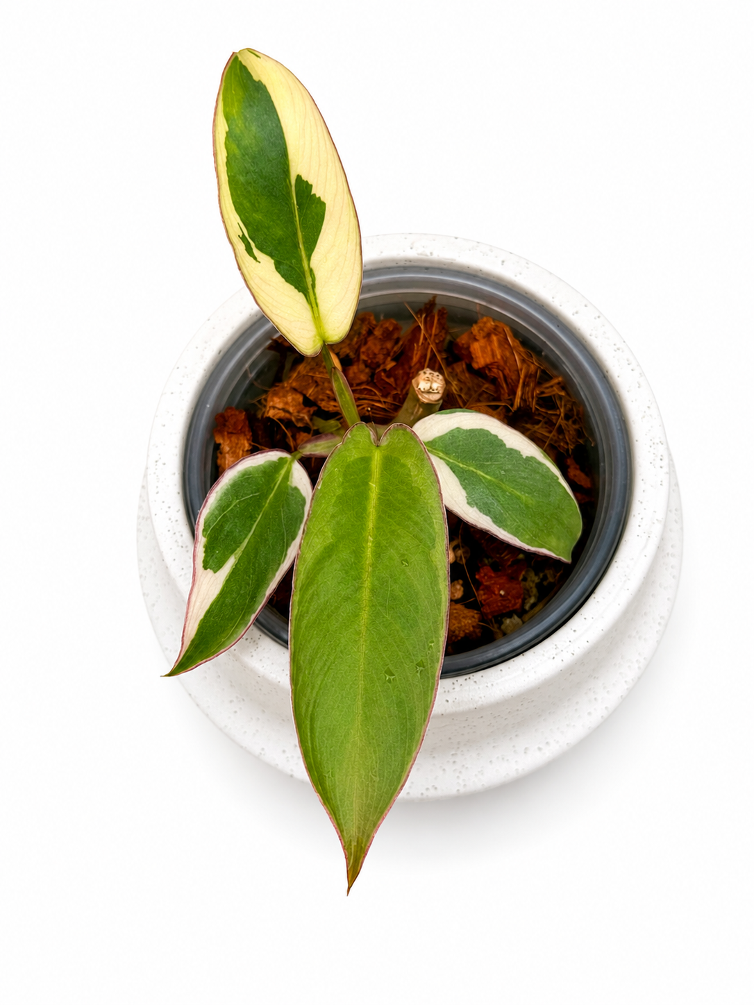 Philodendron Atabapoense Variegated