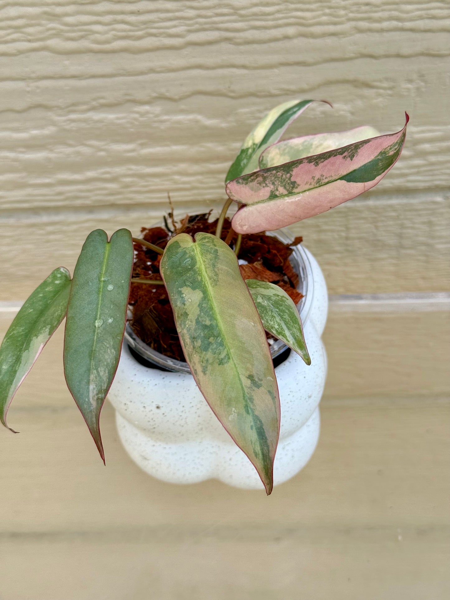 Philodendron Atabapoense Pink Variegated