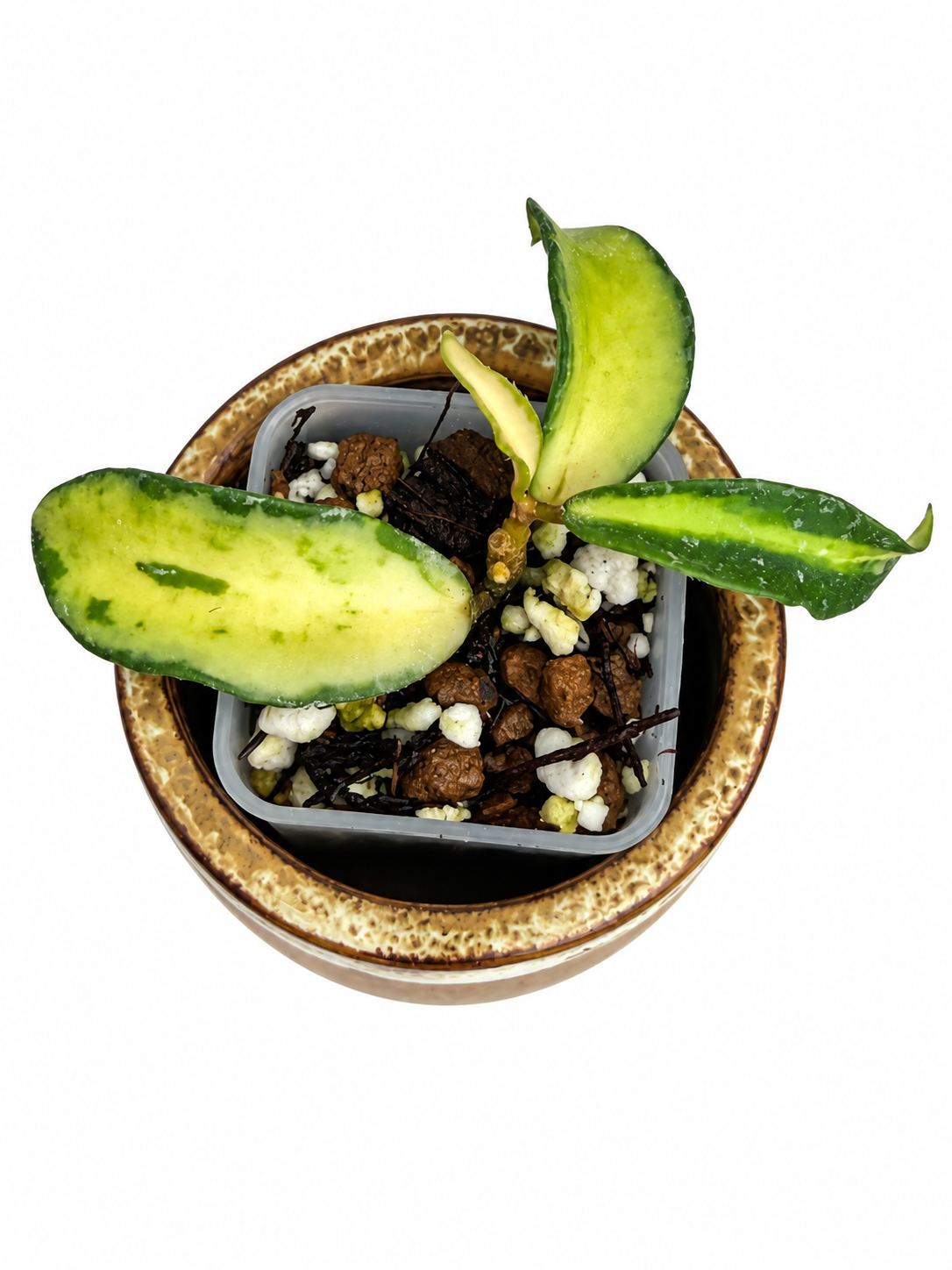 Hoya Phuwuaensis Variegated | Rare Rooted Hoya Plant