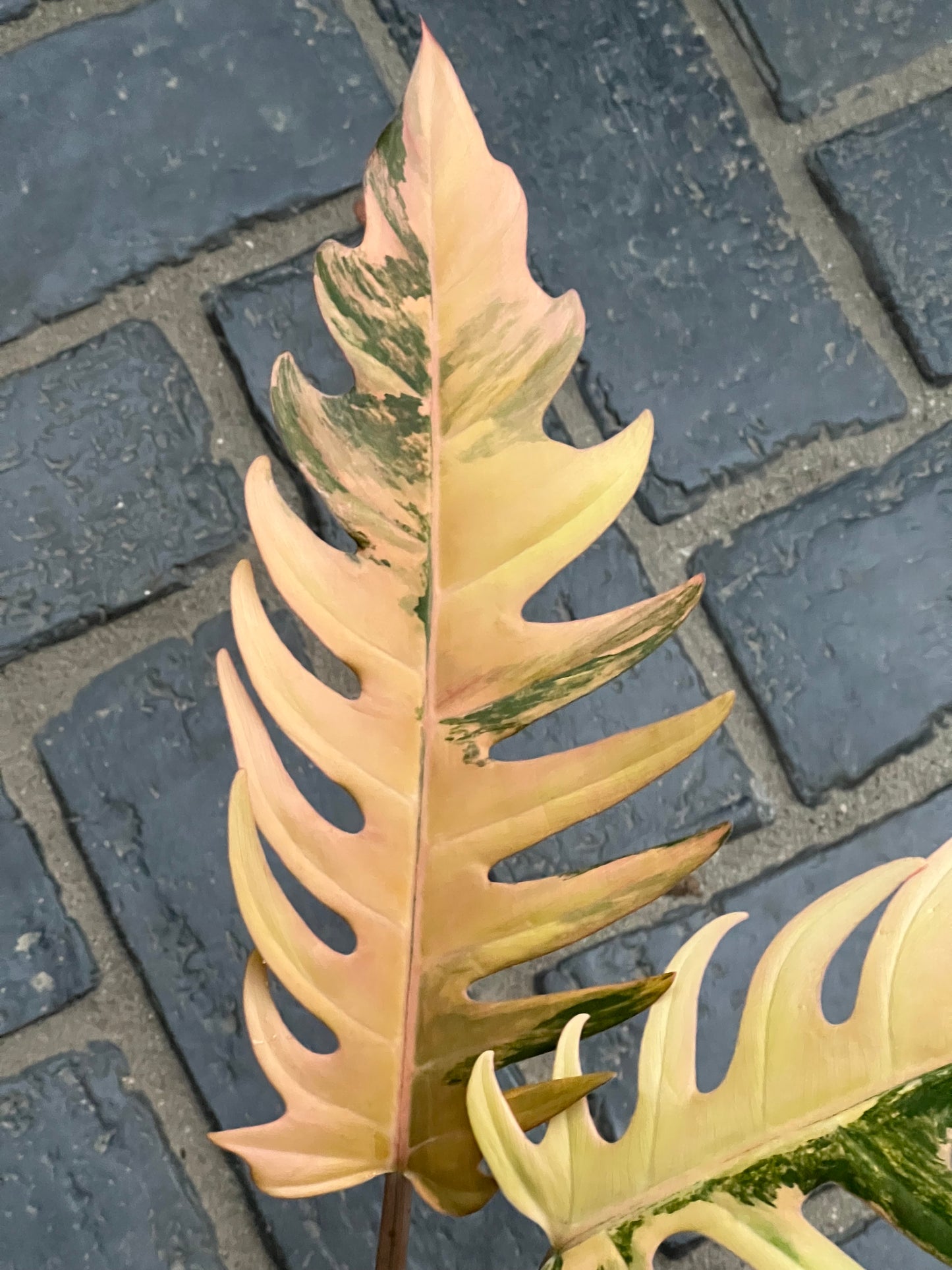 Philodendron Caramel Marble