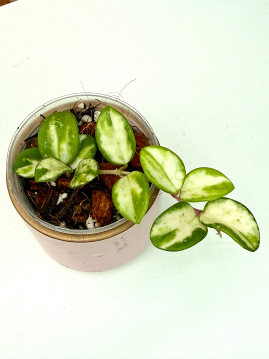 Hoya Mathilde Variegated