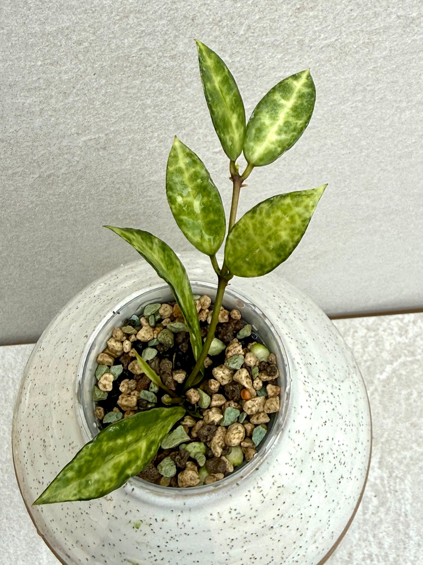 Hoya Lacunosa Peridot