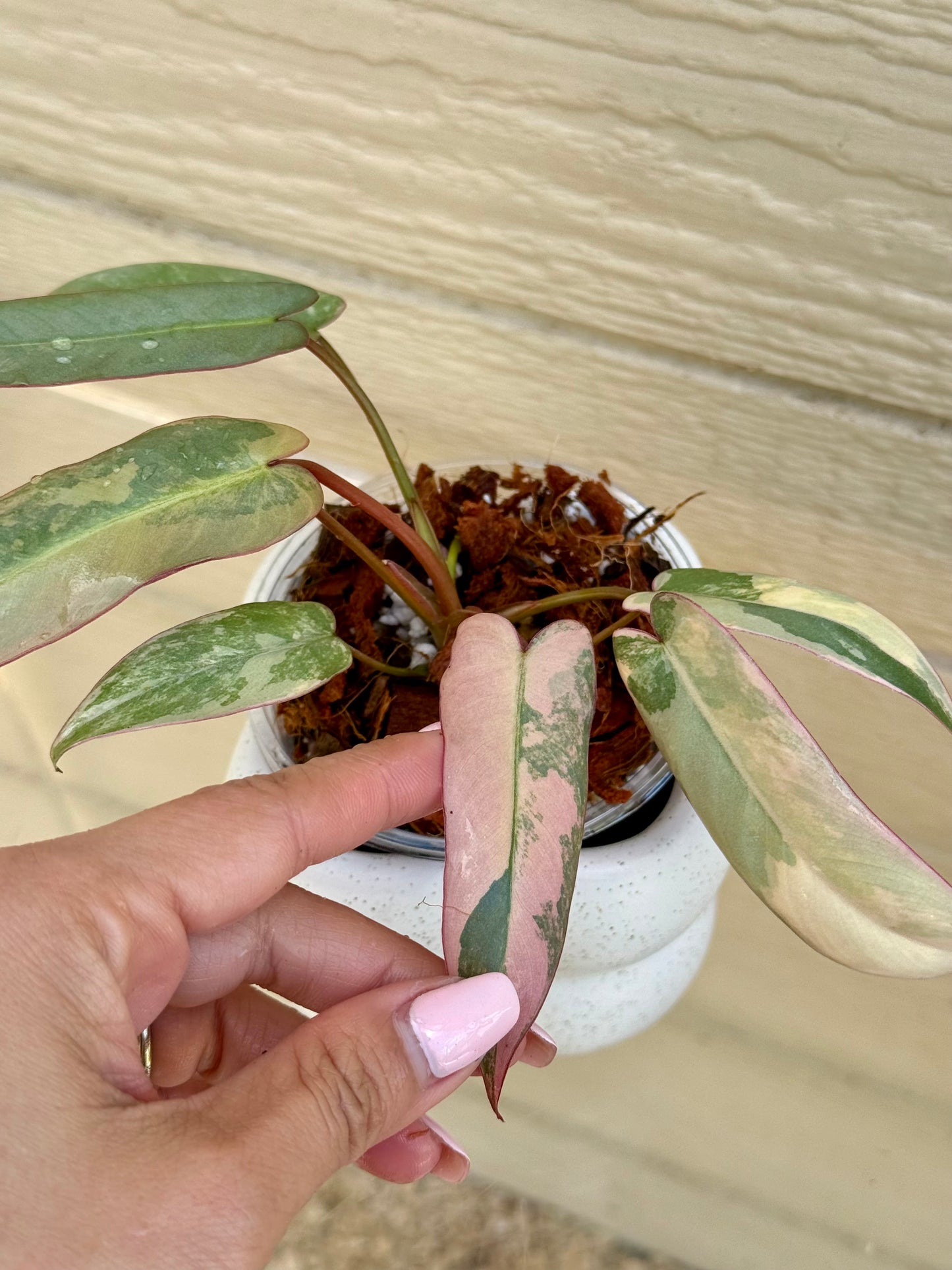 Philodendron Atabapoense Pink Variegated
