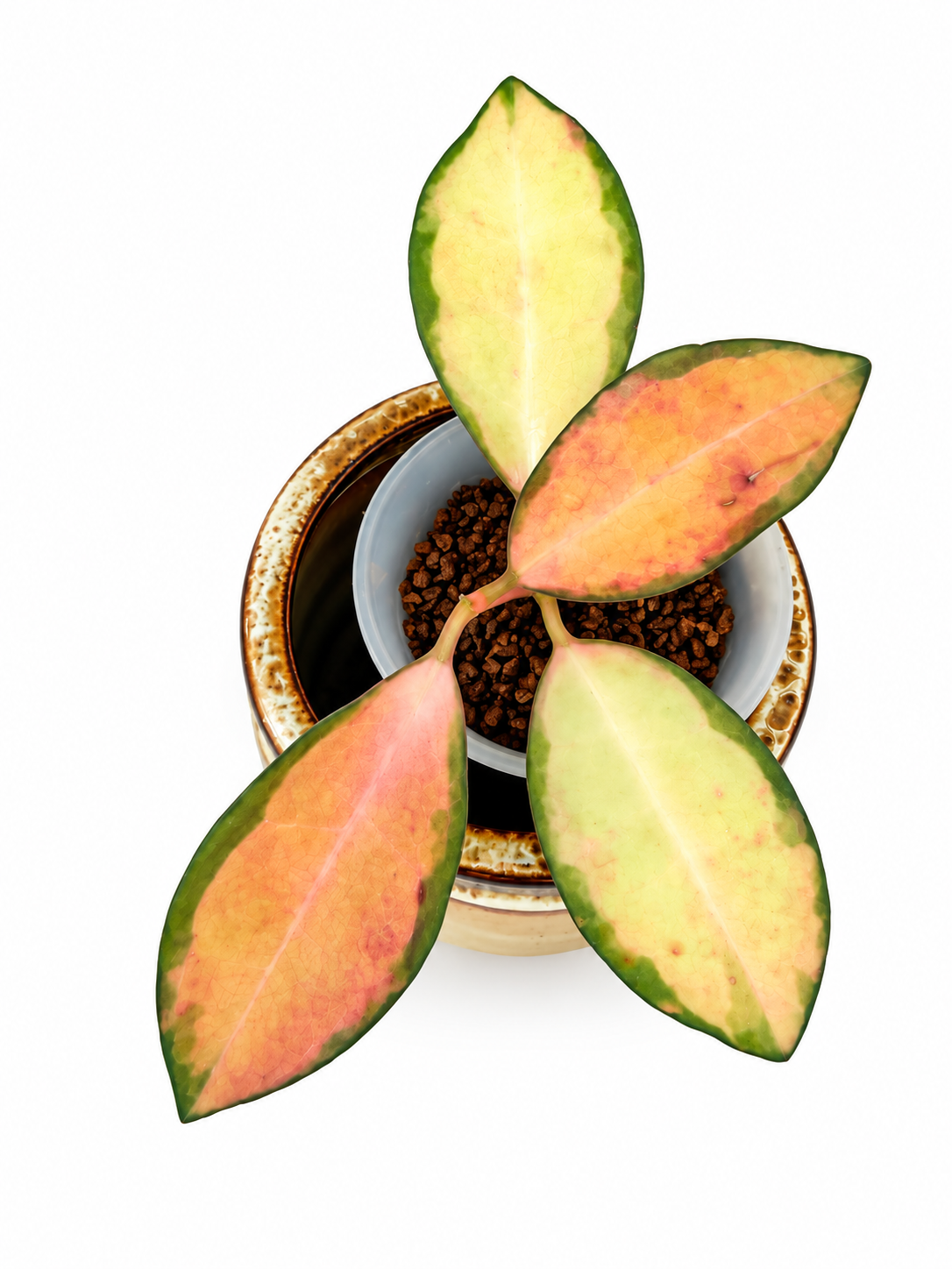 Hoya Elliptica Variegated | Rare Rooted Variegated Hoya
